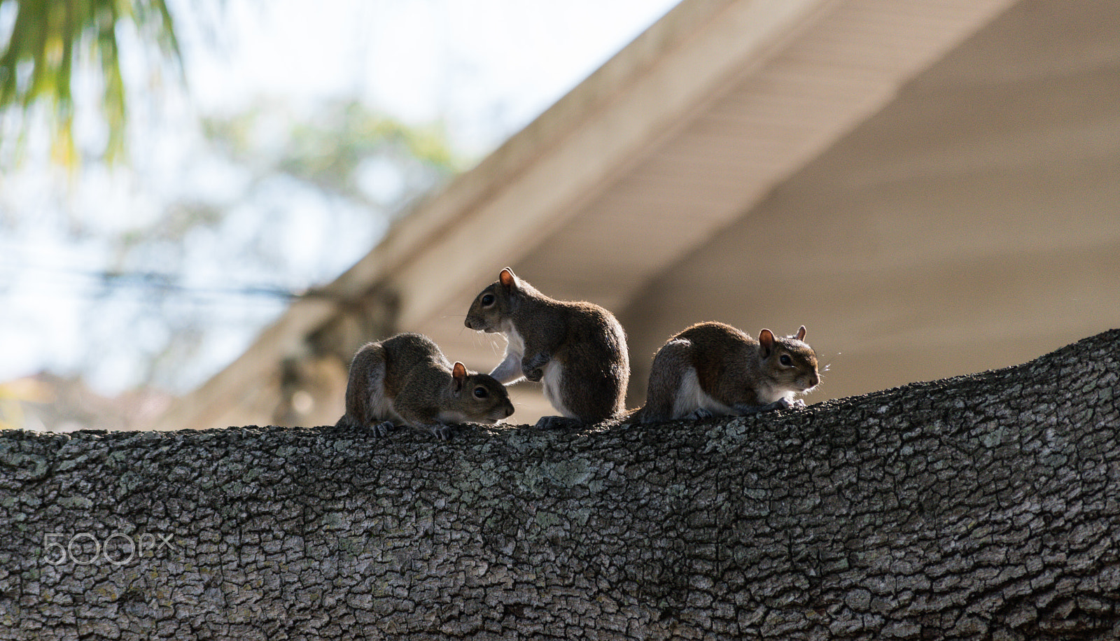 Nikon D5500 sample photo. Up to no good photography
