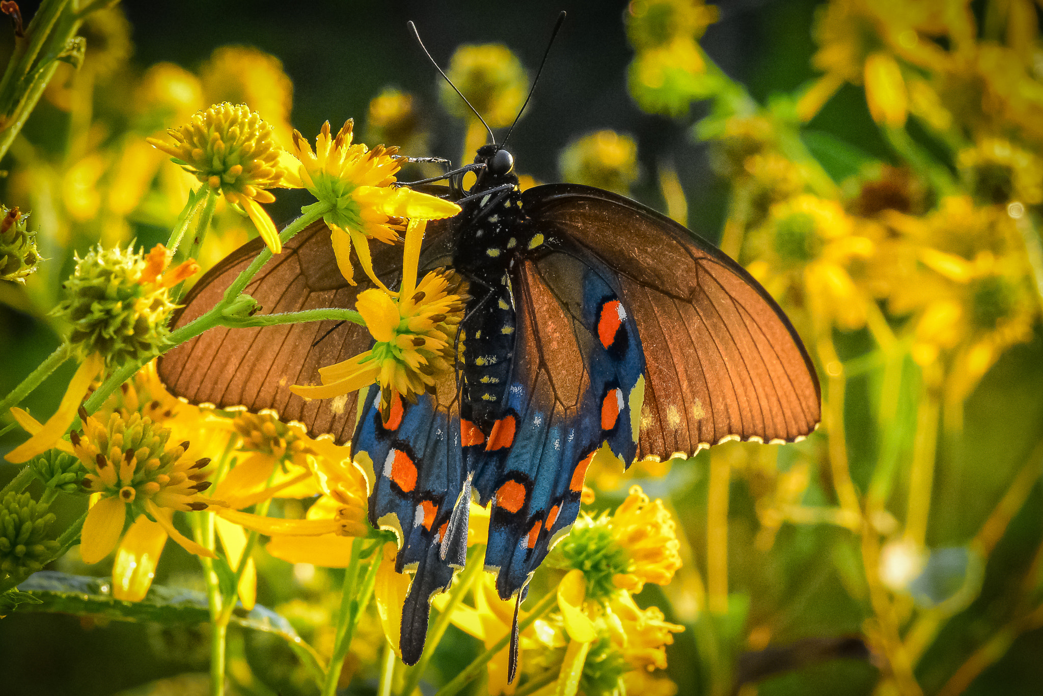 Nikon D7200 + Tokina AT-X Pro 100mm F2.8 Macro sample photo. Pipeline swallowtail butterfly photography