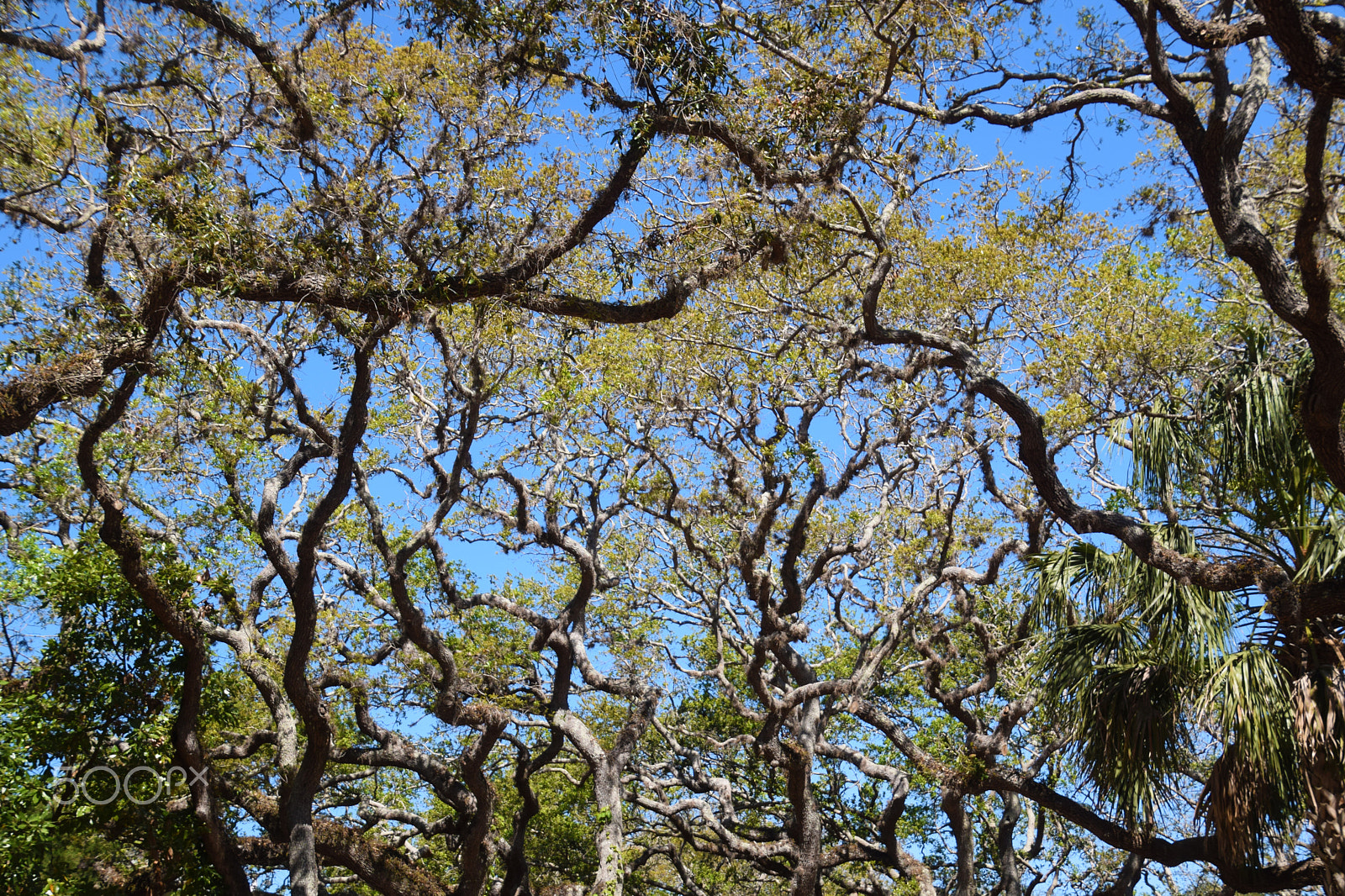 Nikon D5300 sample photo. Live oak canopy photography