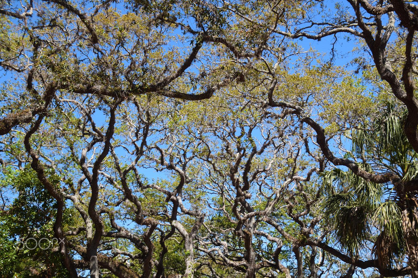 Nikon D5300 + Tamron 16-300mm F3.5-6.3 Di II VC PZD Macro sample photo. Live oak canopy photography