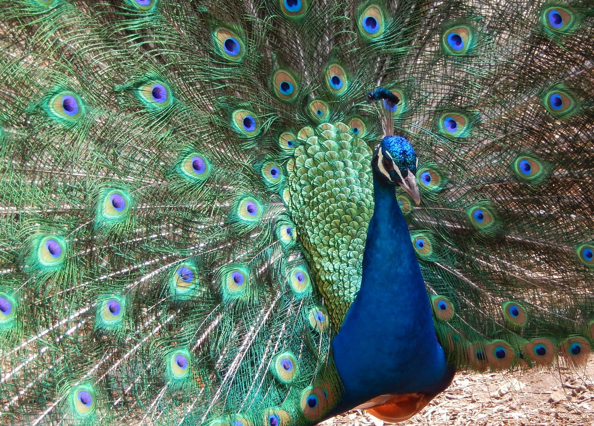 Nikon COOLPIX S9400 sample photo. Peacock  photography