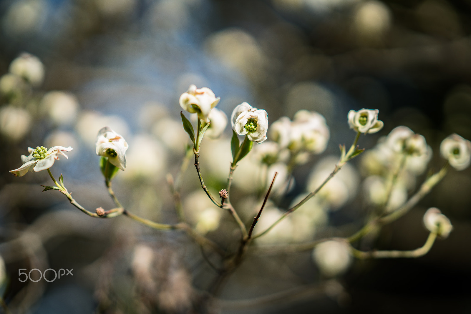 Sony FE 85mm F1.4 GM sample photo. Dogwood blooms photography
