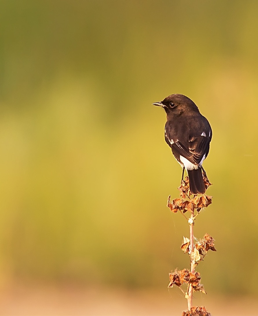 Sigma 150-500mm F5-6.3 DG OS HSM sample photo