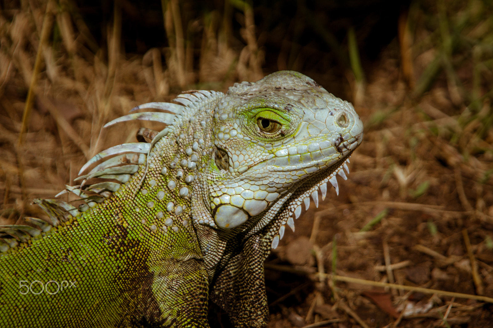 Pentax K-3 II + Tamron AF 28-300mm F3.5-6.3 XR Di LD Aspherical (IF) Macro sample photo. Iguana photography