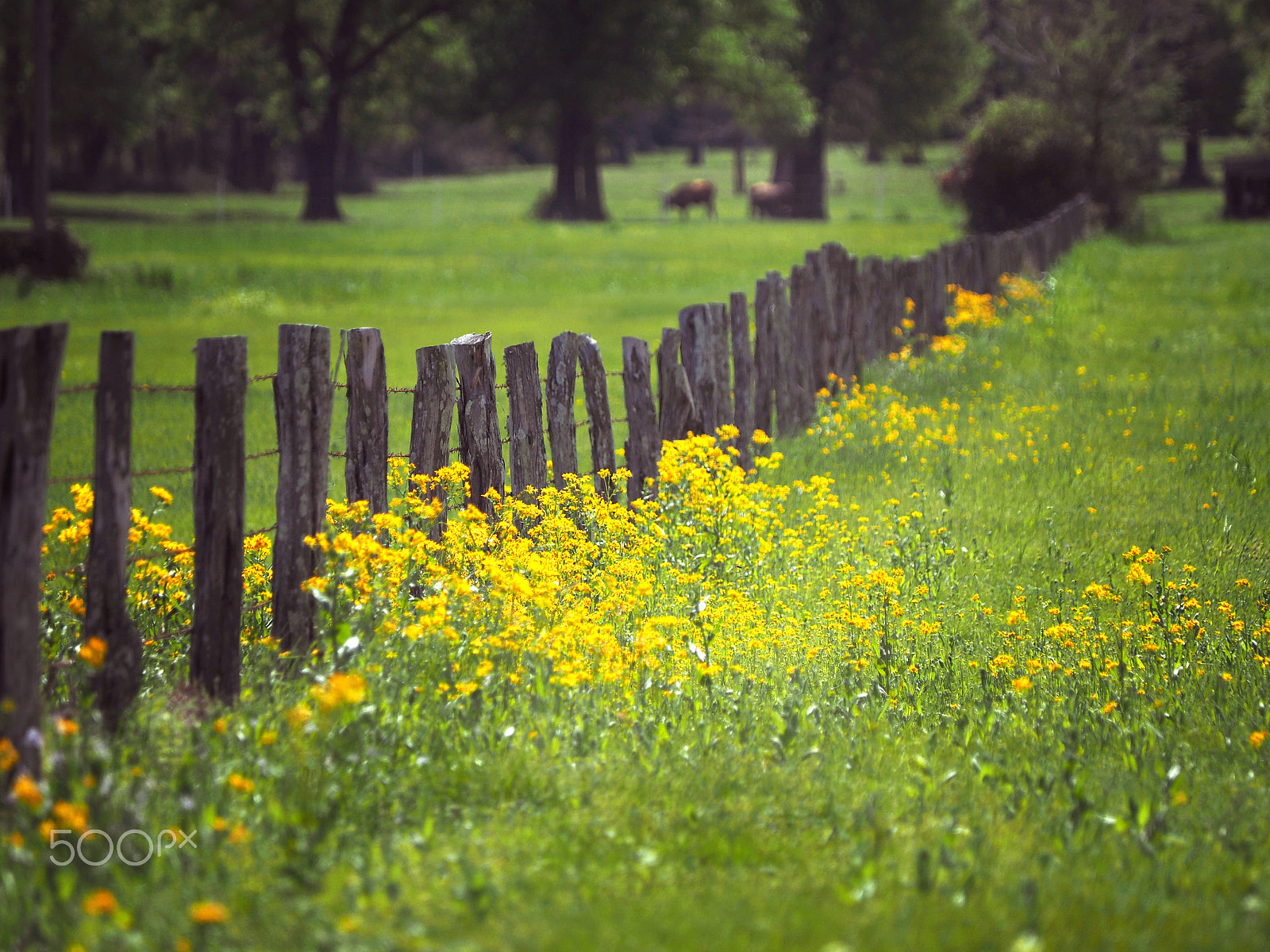 Olympus OM-D E-M1 sample photo. Fence & flowers photography