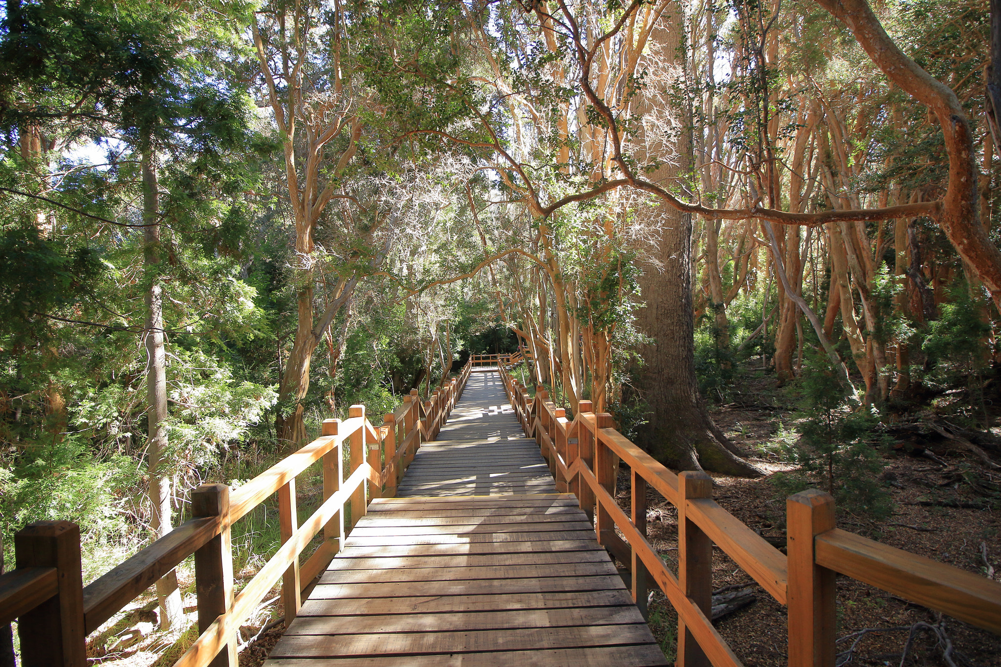 Canon EOS 600D (Rebel EOS T3i / EOS Kiss X5) sample photo. Bosque de arrayanes photography