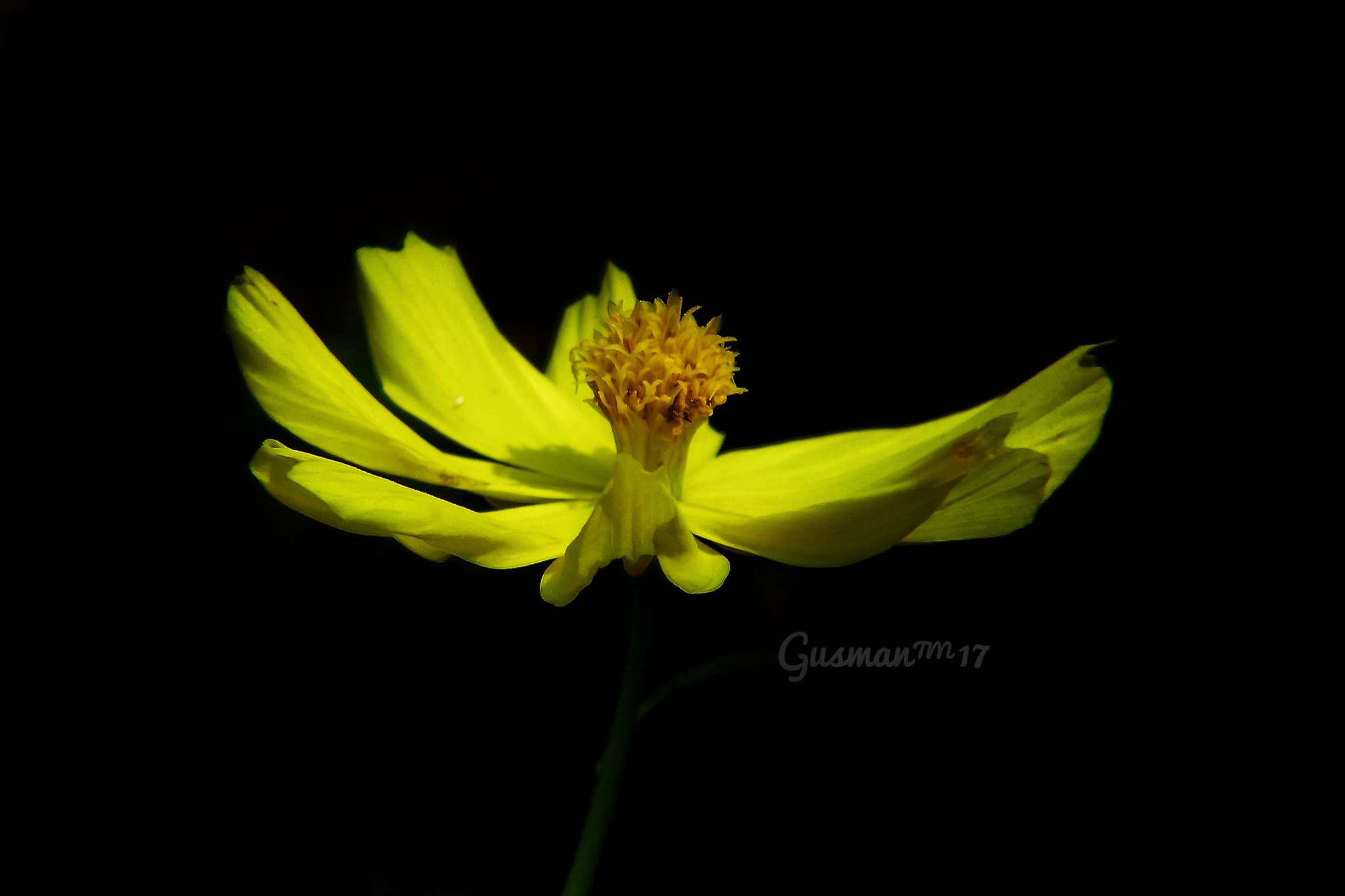 Xiaomi MI4 sample photo. Yellow  photography