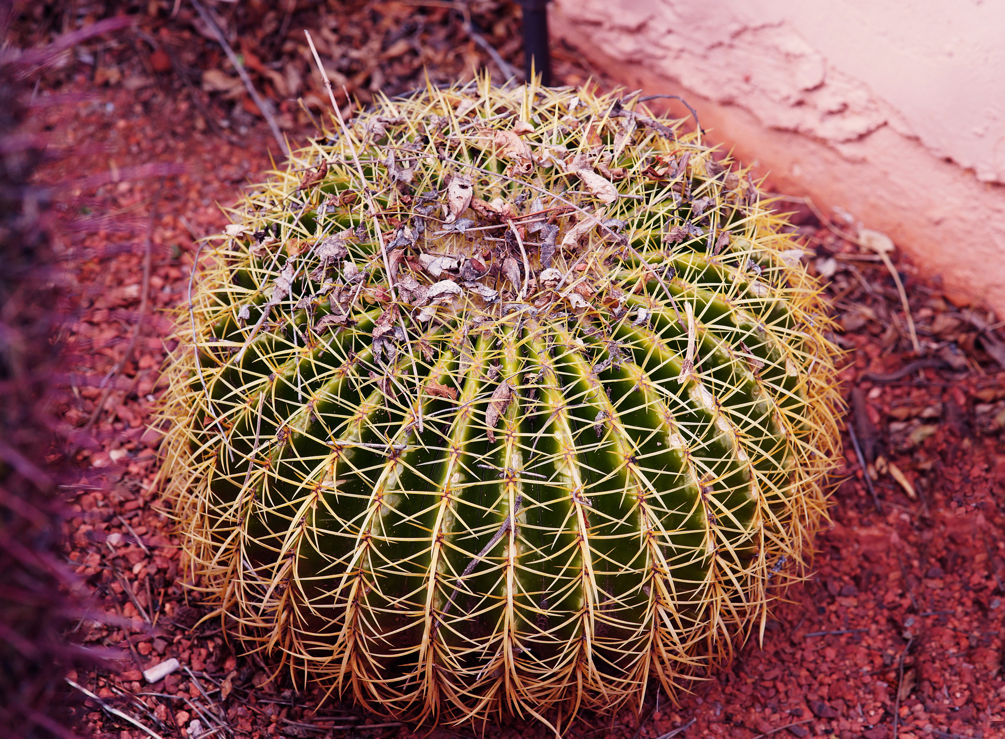 Minolta AF 80-200mm F2.8 HS-APO G sample photo. Cactus photography