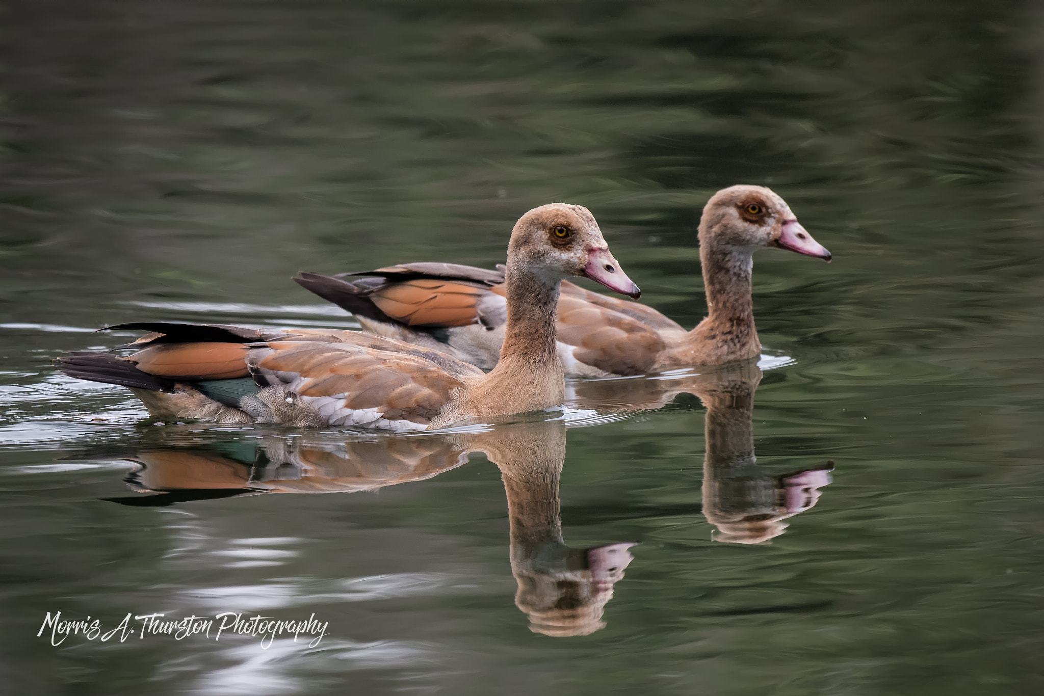 Nikon AF-S Nikkor 200-500mm F5.6E ED VR sample photo. Egyptian synchronized swim team photography