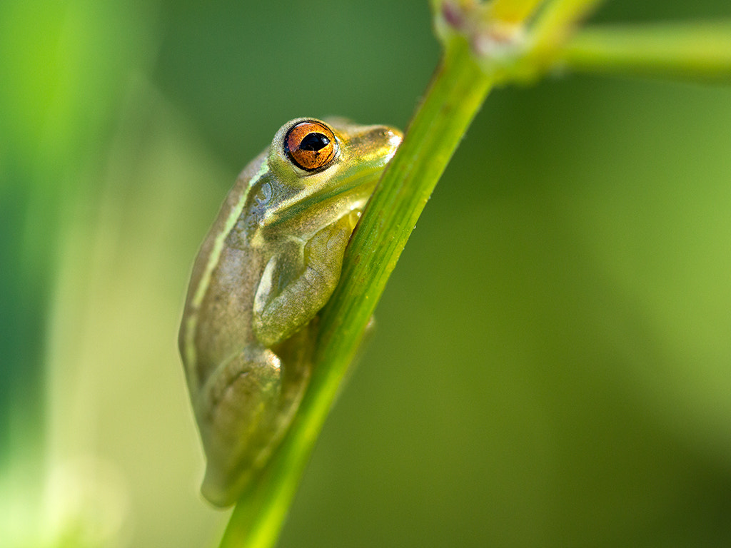 Canon EF 100mm F2.8L Macro IS USM sample photo. Frog photography