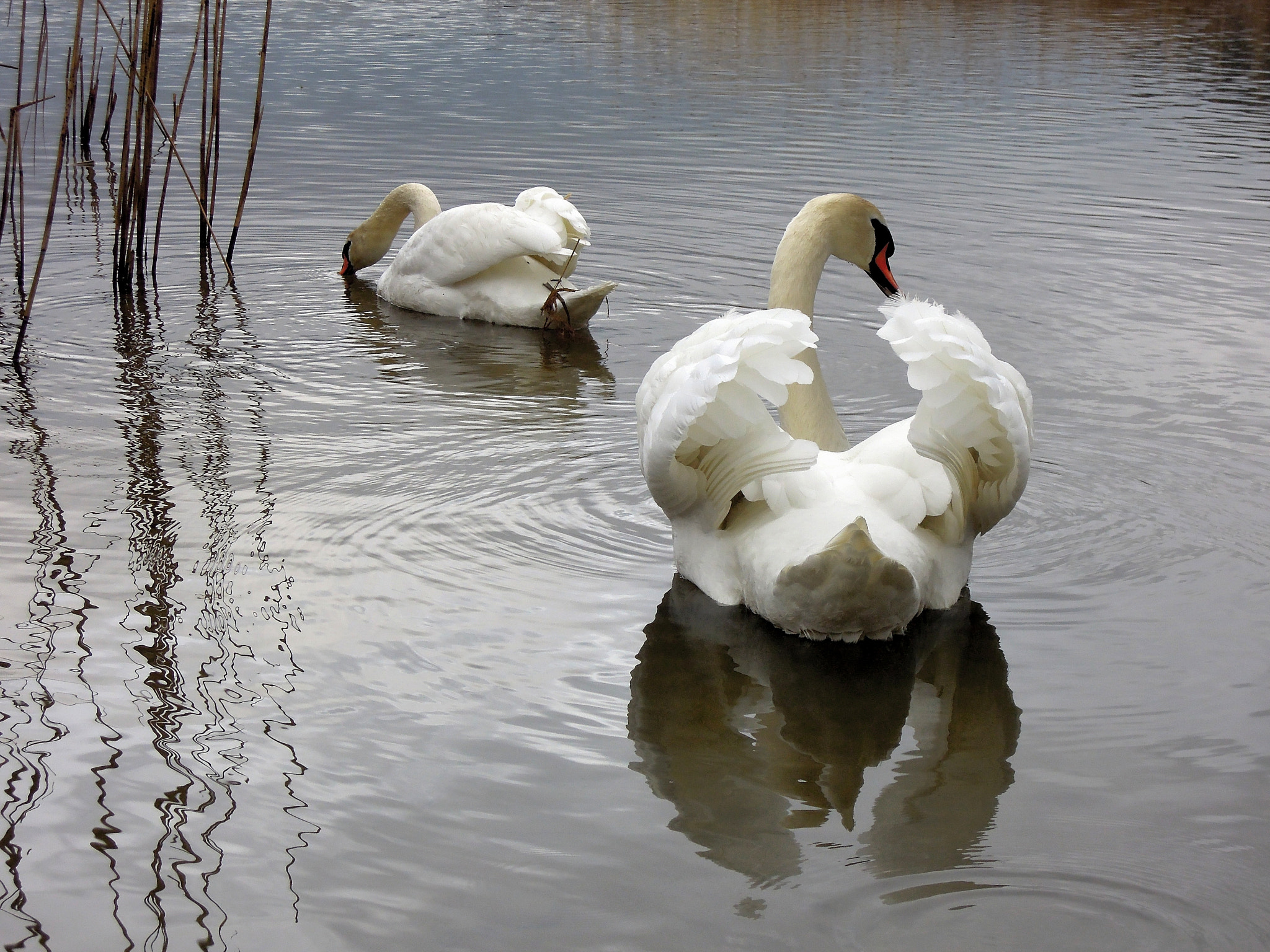 Nikon Coolpix P300 sample photo. Swans life ... photography