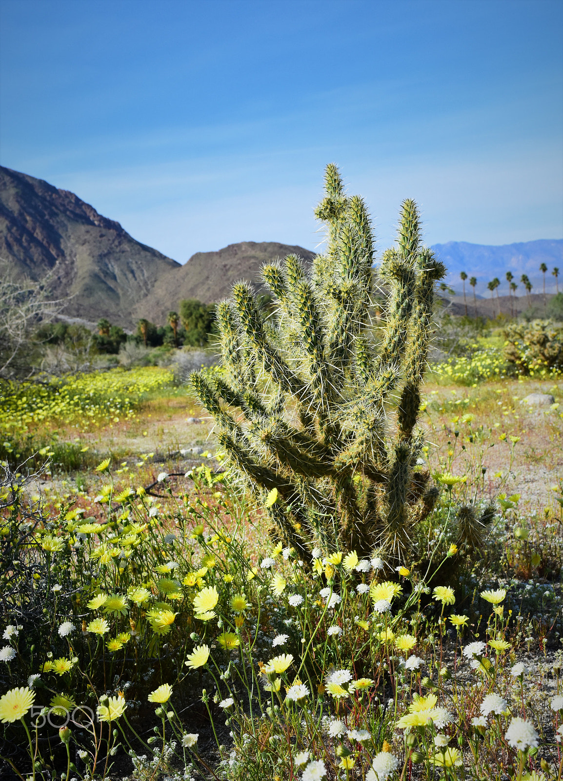 Nikon D7200 sample photo. Spring in the desert photography