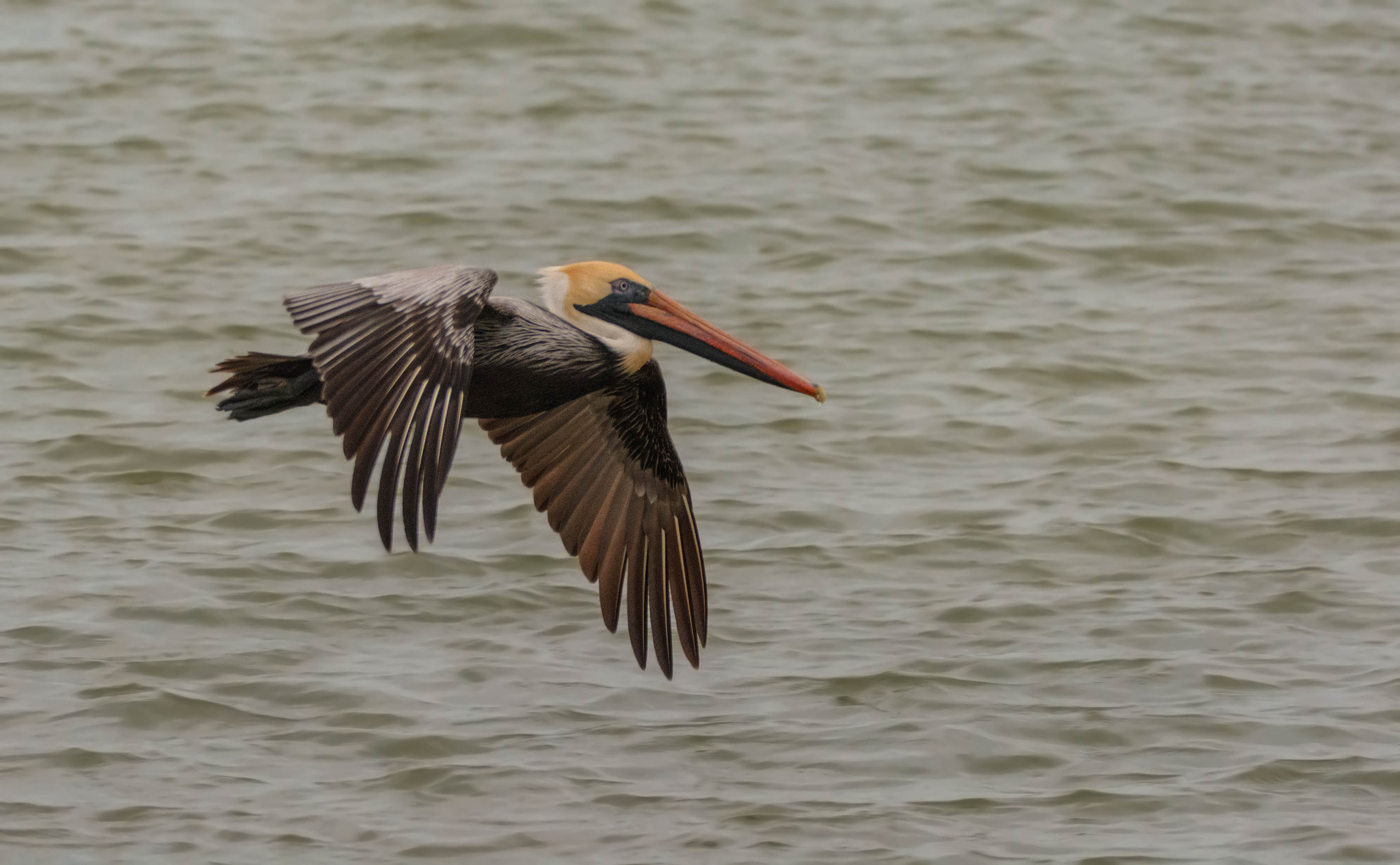 Nikon D7100 + Sigma 150-600mm F5-6.3 DG OS HSM | C sample photo. Brown-pelican photography