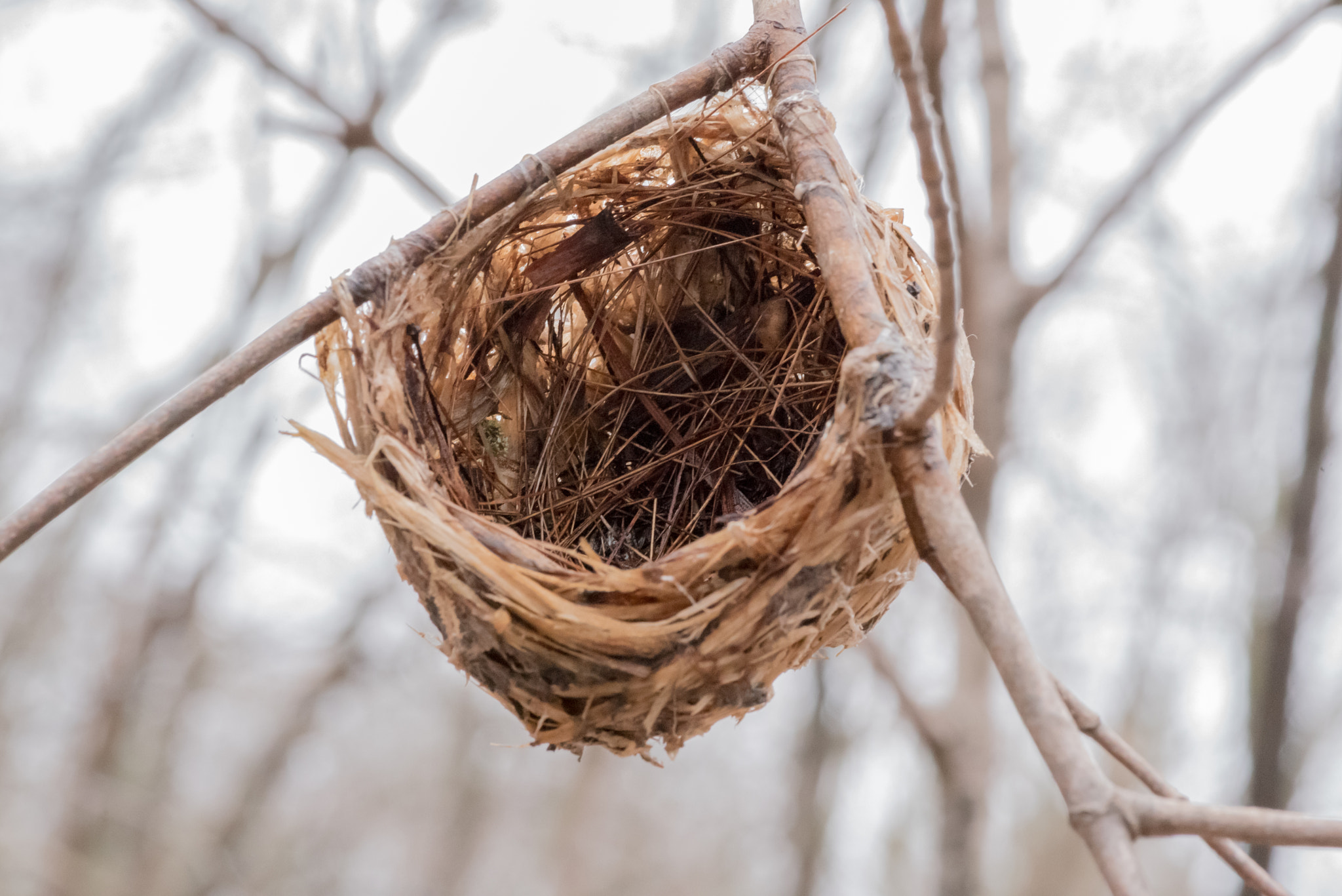 Nikon D750 + Tokina AT-X Pro 100mm F2.8 Macro sample photo. Dsc photography