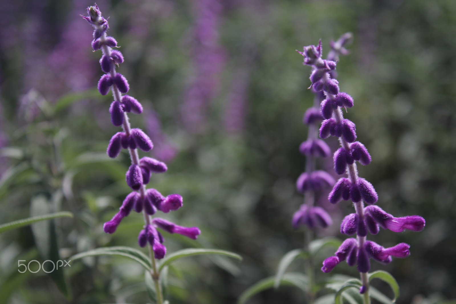 Canon EOS 40D sample photo. Spring. photography