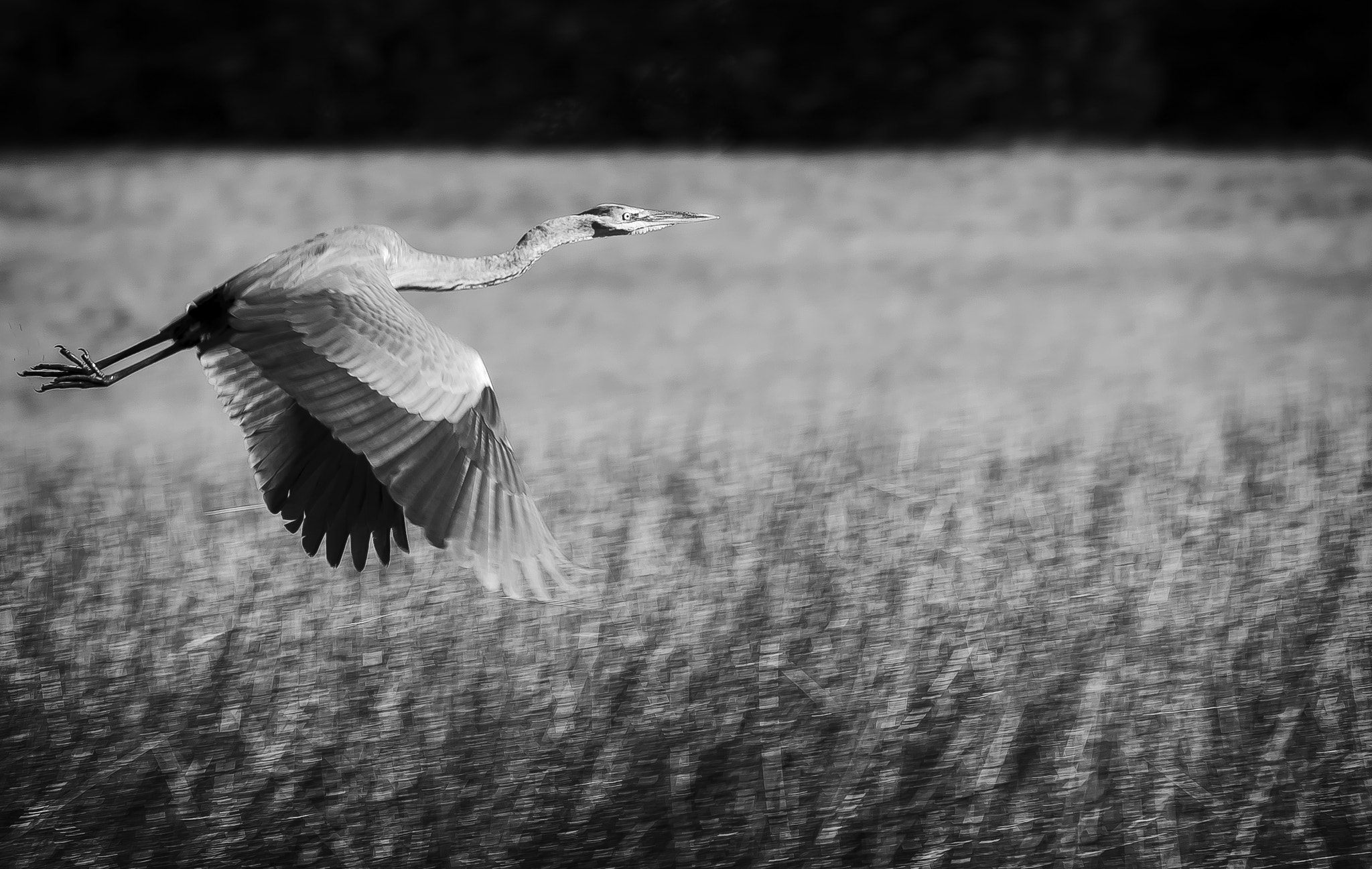 Nikon D200 sample photo. Heron photography
