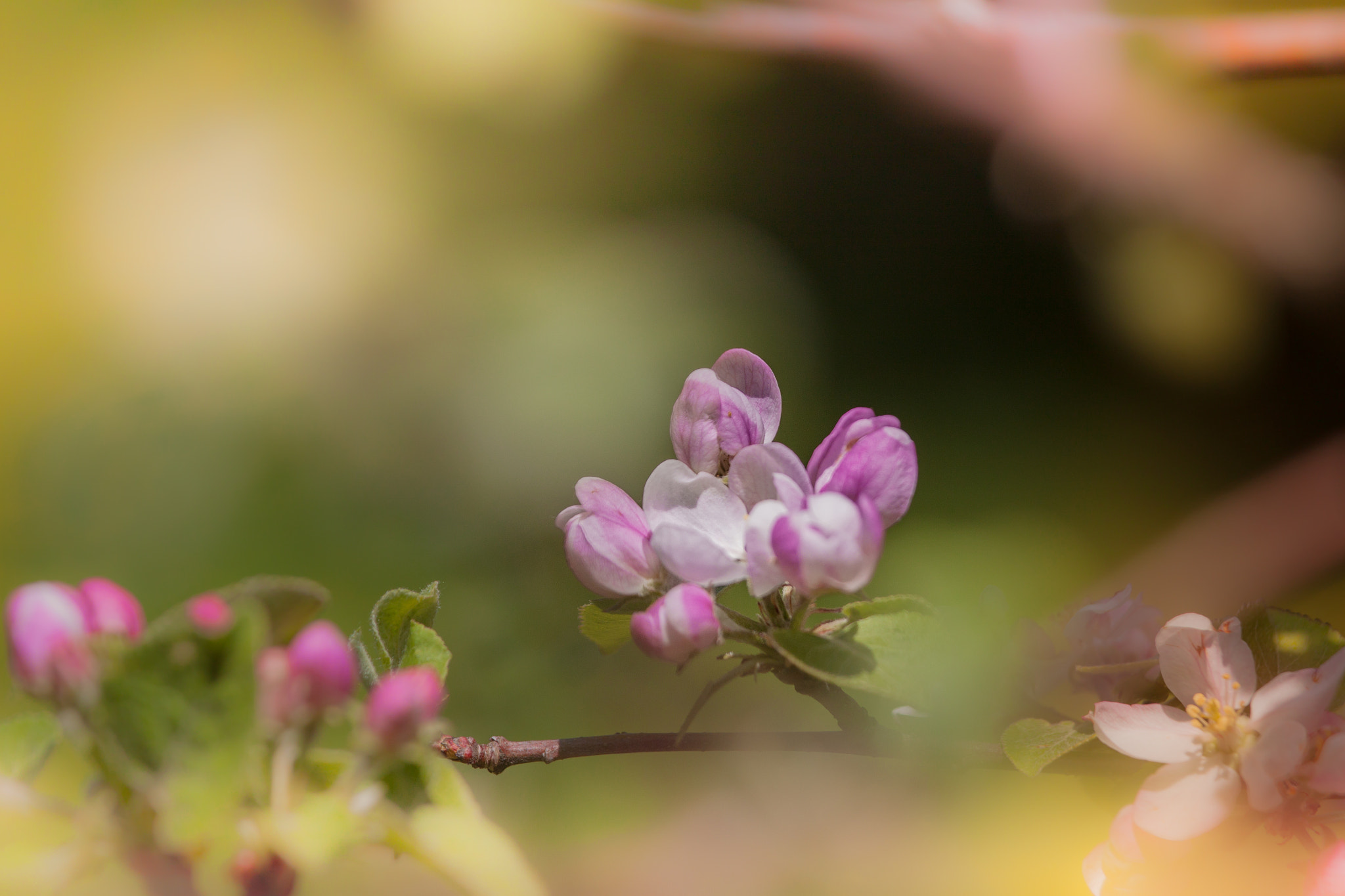 Canon EF 70-200mm F4L IS USM sample photo. Spring dream ... photography