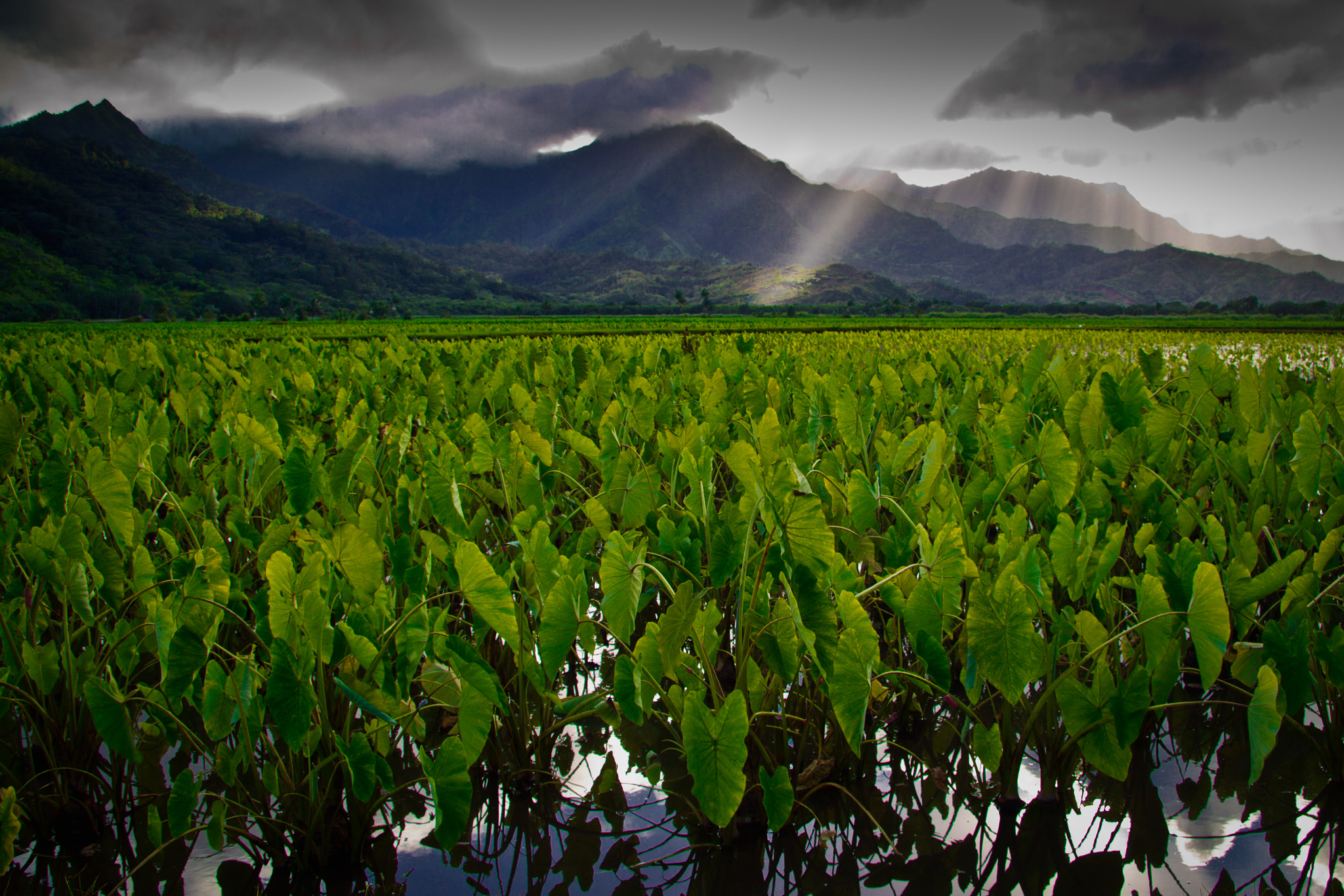 Canon EOS 7D sample photo. Kauai taro fields photography