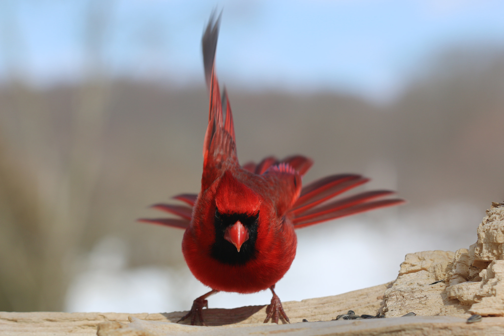 Canon EF 100mm F2.8 Macro USM sample photo. Color me cardinal photography