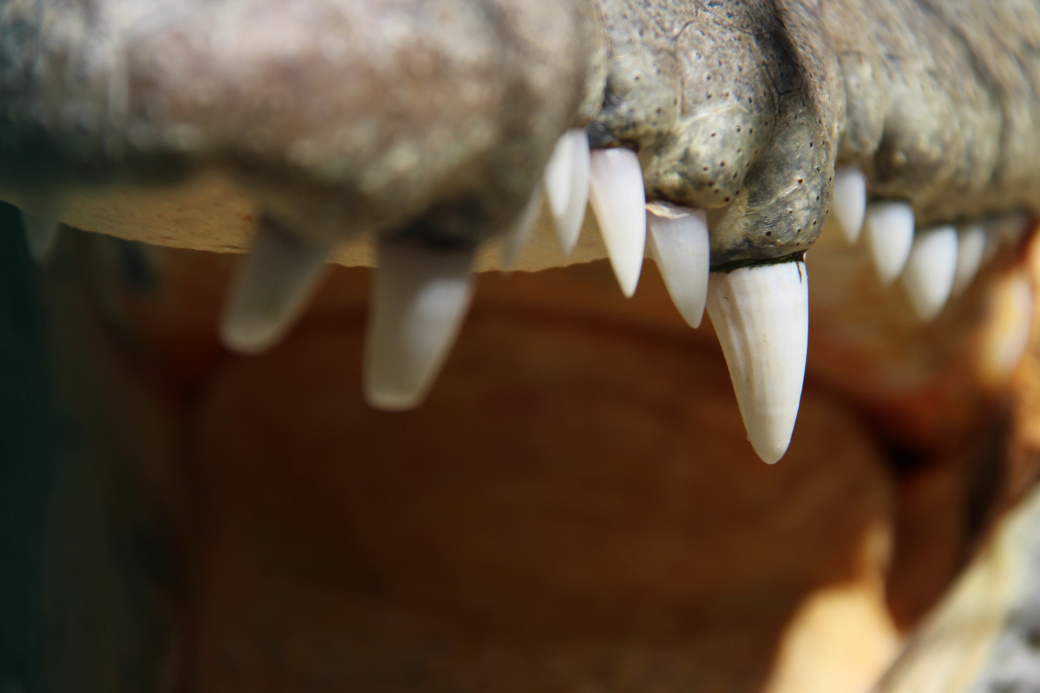 Canon EOS M sample photo. Teeth of crocodile photography
