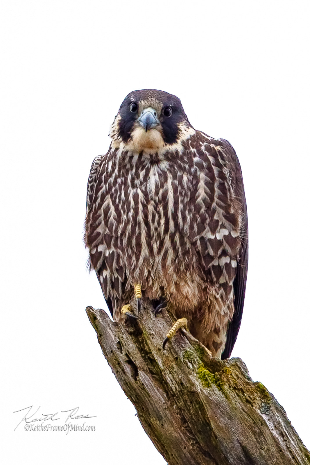 Canon EF 600mm F4L IS II USM sample photo. 361. peregrine falcon photography