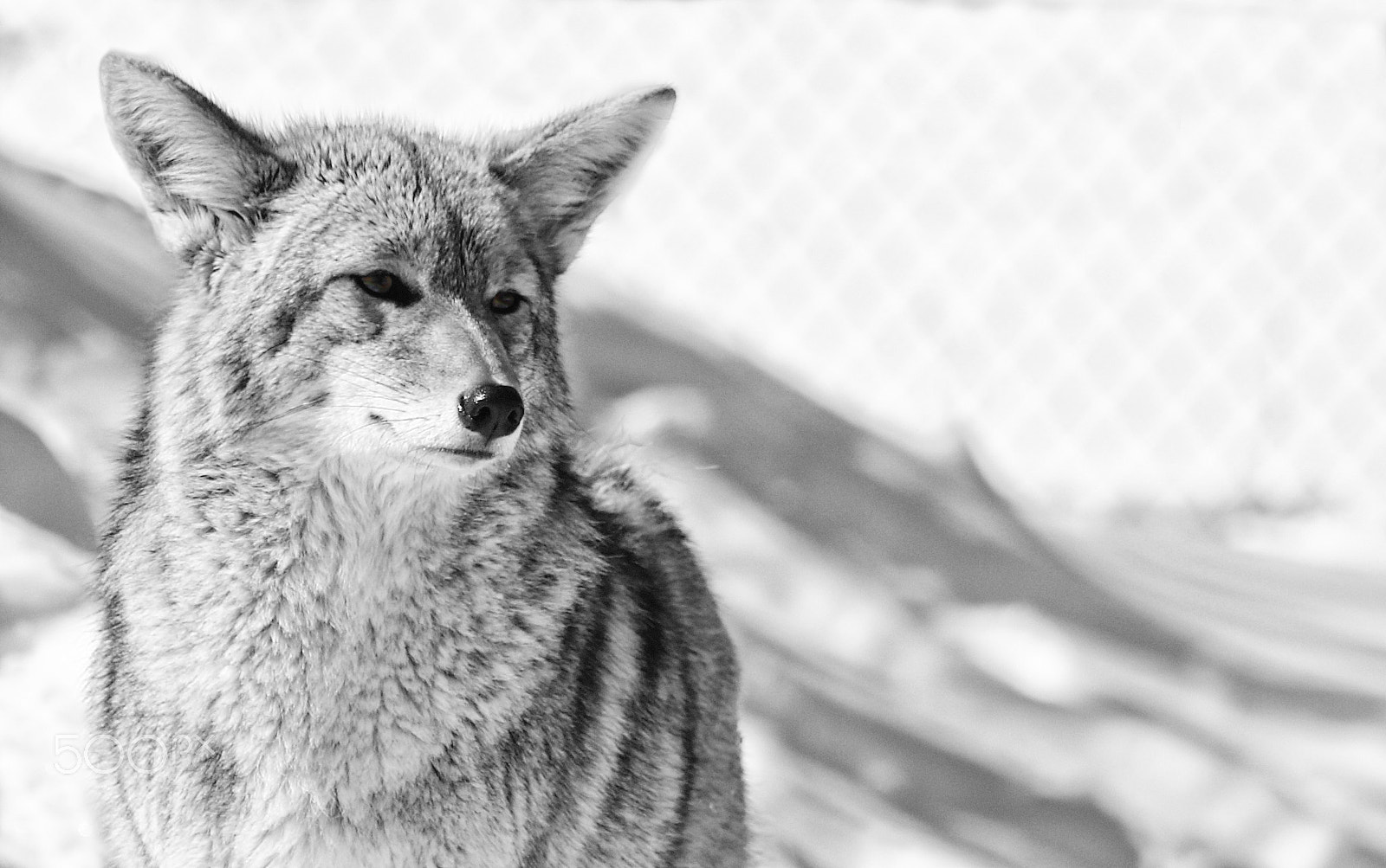 Canon EOS 760D (EOS Rebel T6s / EOS 8000D) sample photo. Coyote photography