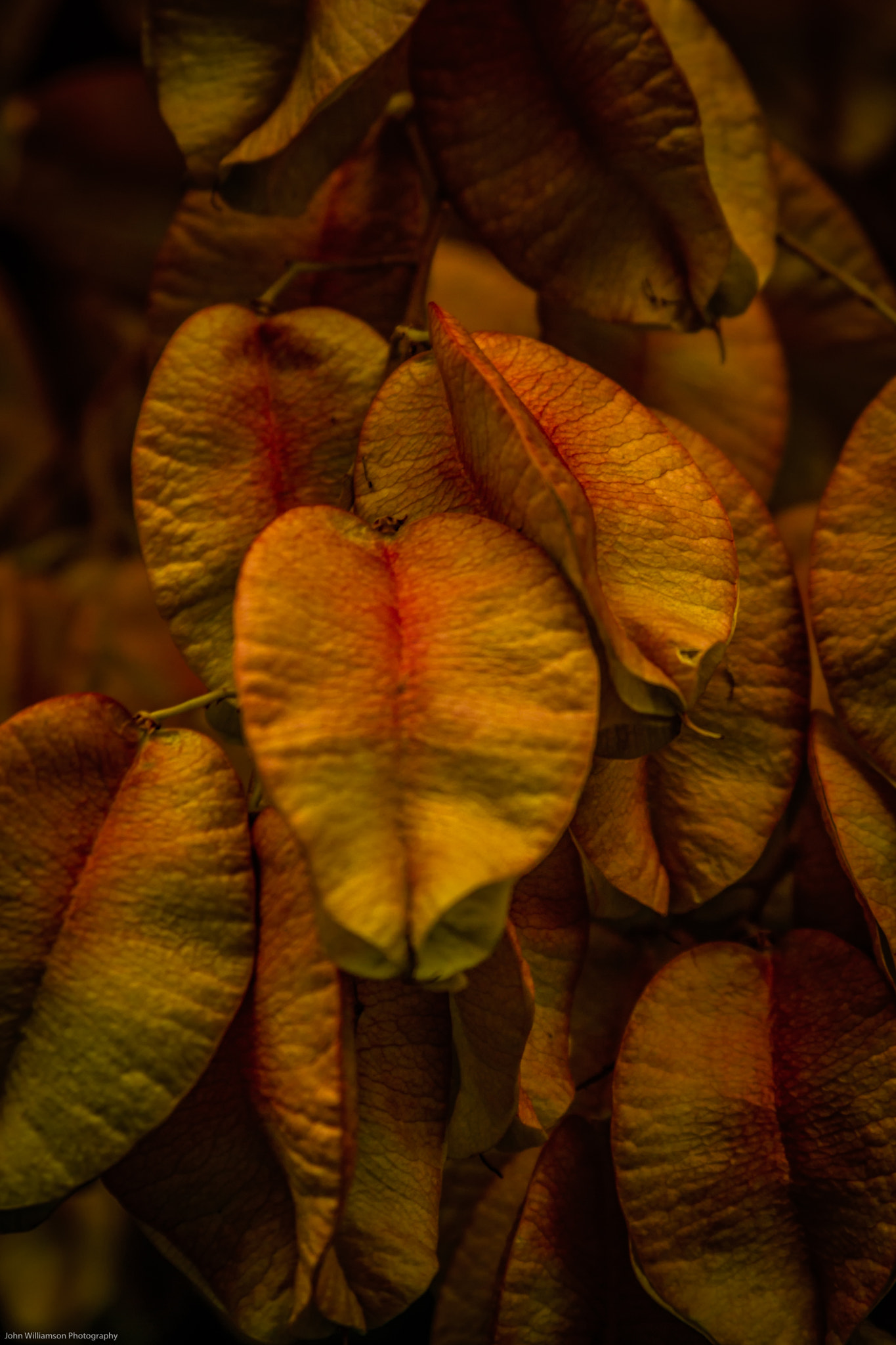 Canon EOS 7D sample photo. Seed pods adelaide botanic gardens photography