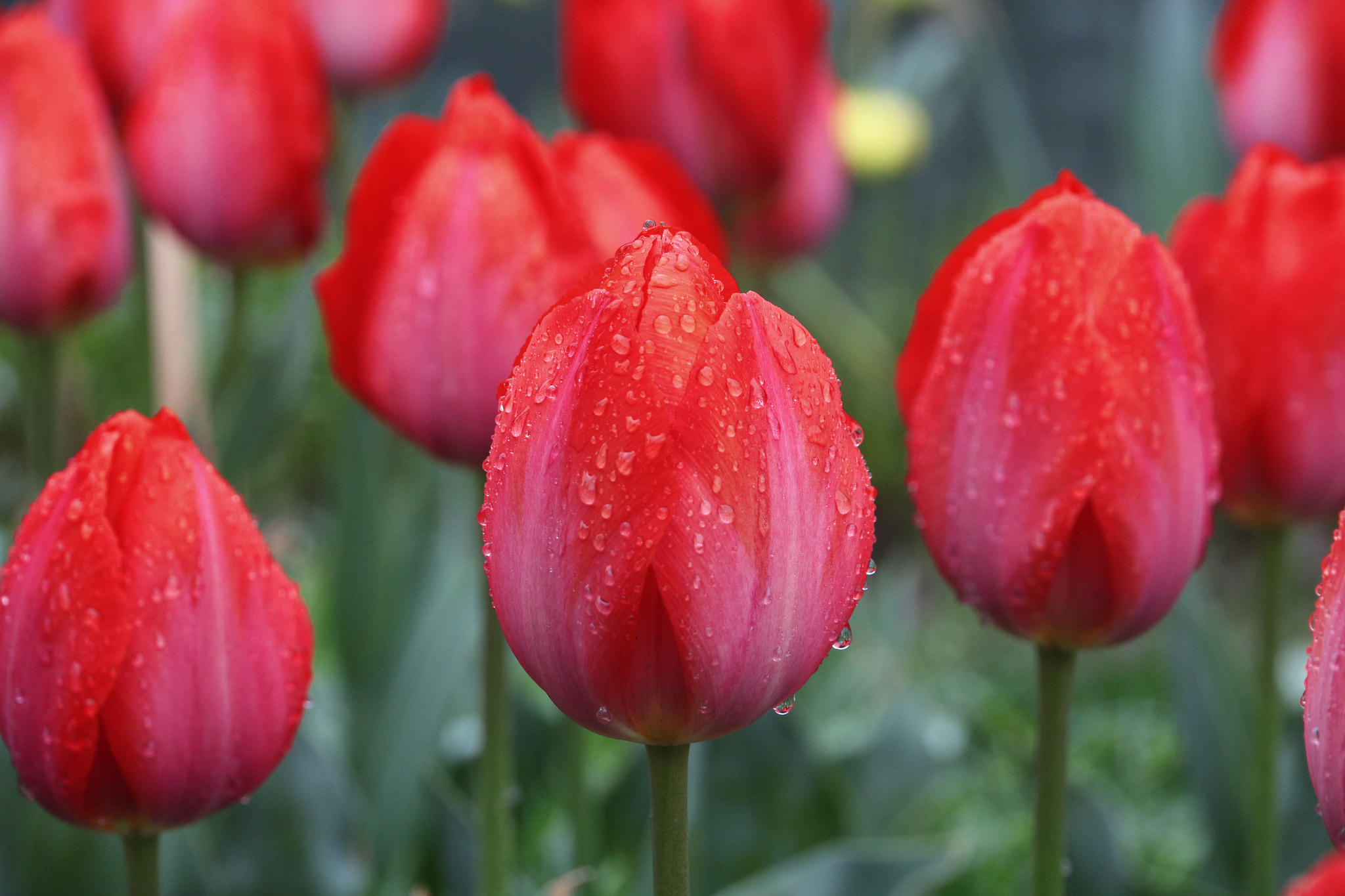 Canon EOS 650D (EOS Rebel T4i / EOS Kiss X6i) sample photo. Img photography
