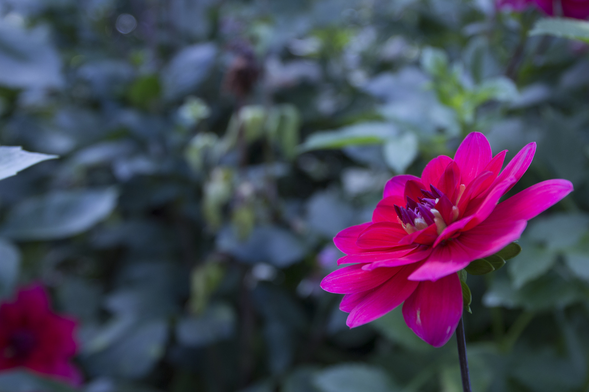 Canon EOS 700D (EOS Rebel T5i / EOS Kiss X7i) + Canon EF 24-70mm F4L IS USM sample photo. My flower photography