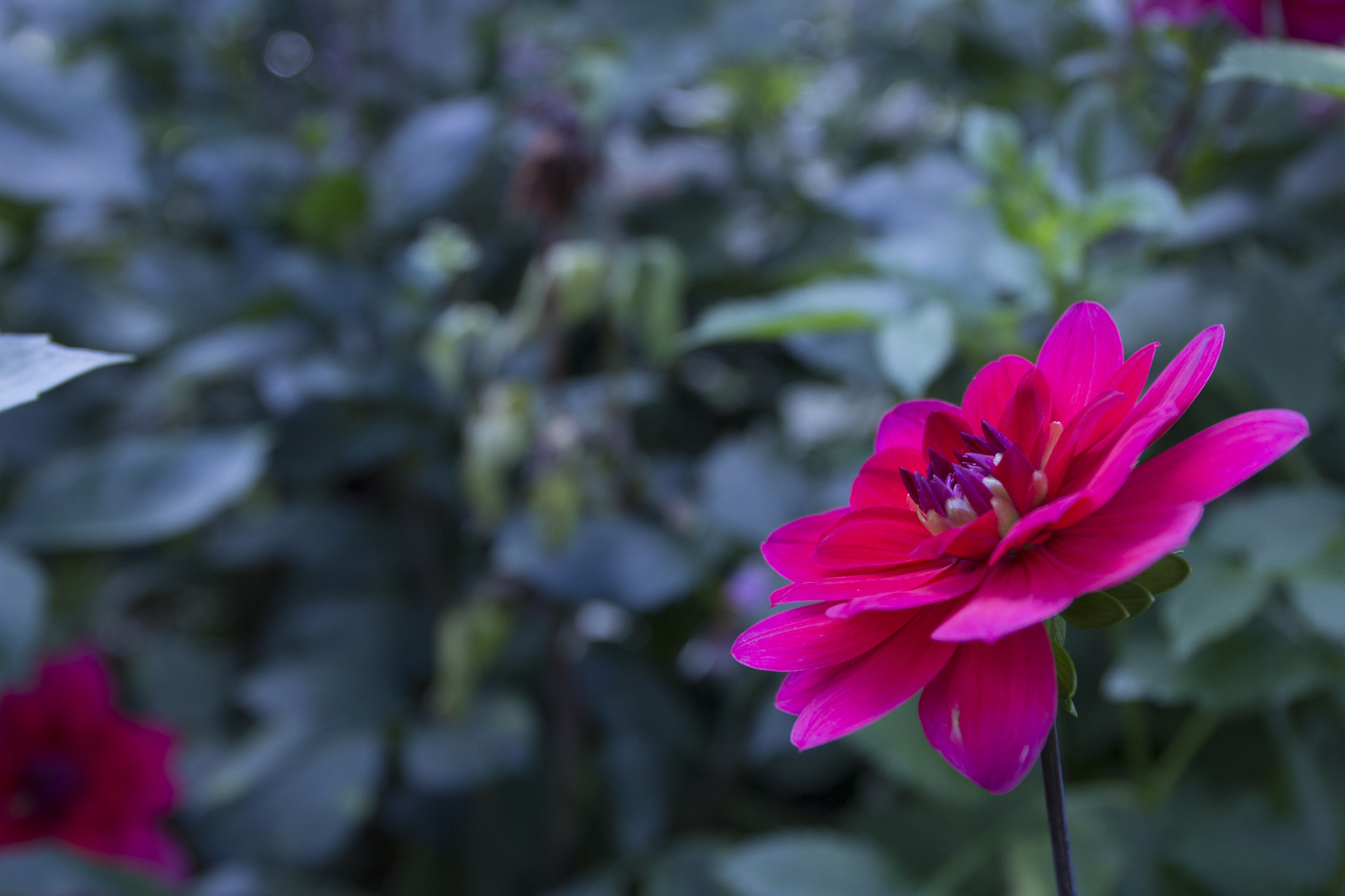 Canon EF 24-70mm F4L IS USM sample photo. My flower photography