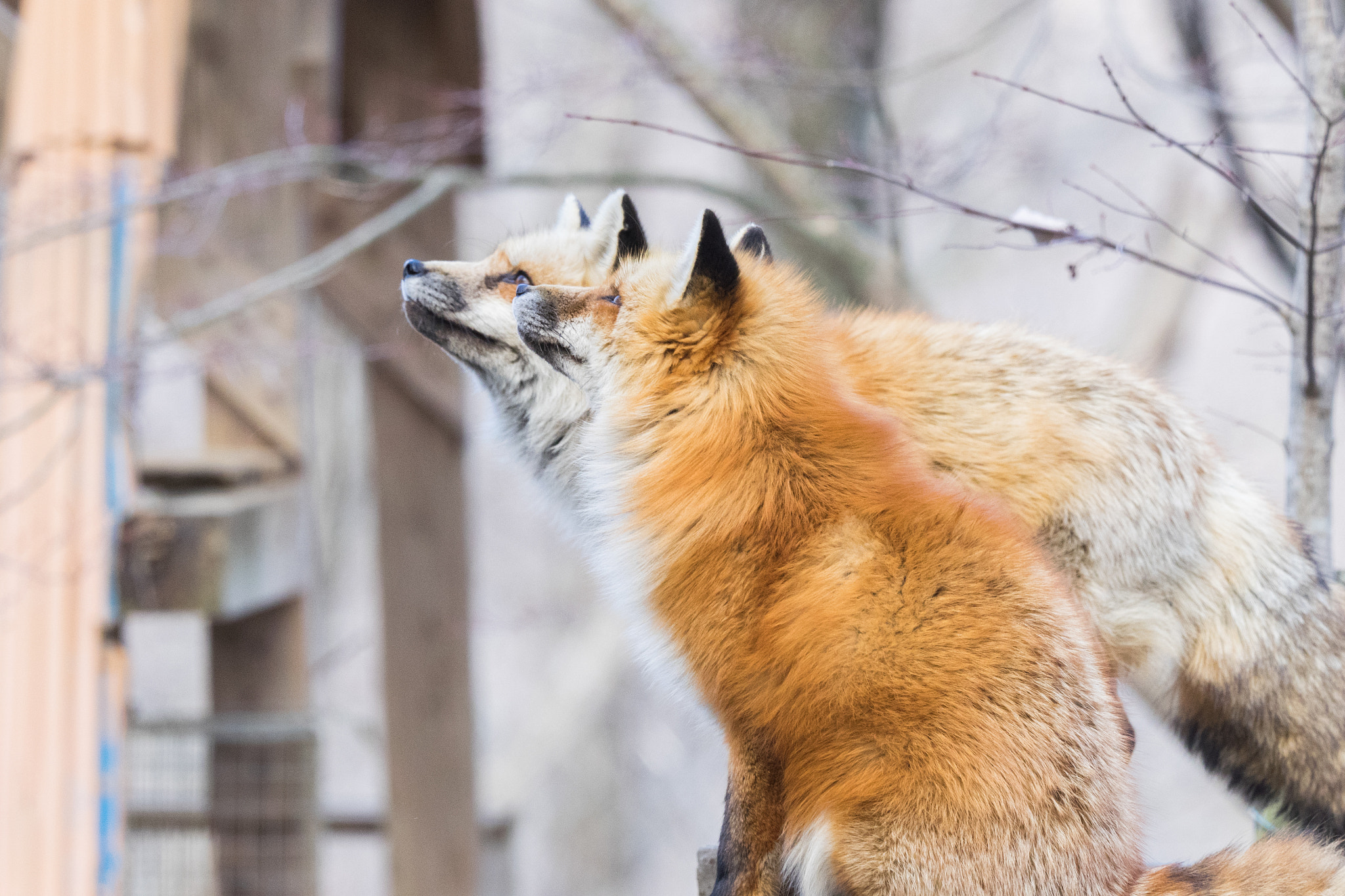 Olympus OM-D E-M1 + M.300mm F4.0 + MC-14 sample photo. Fox photography