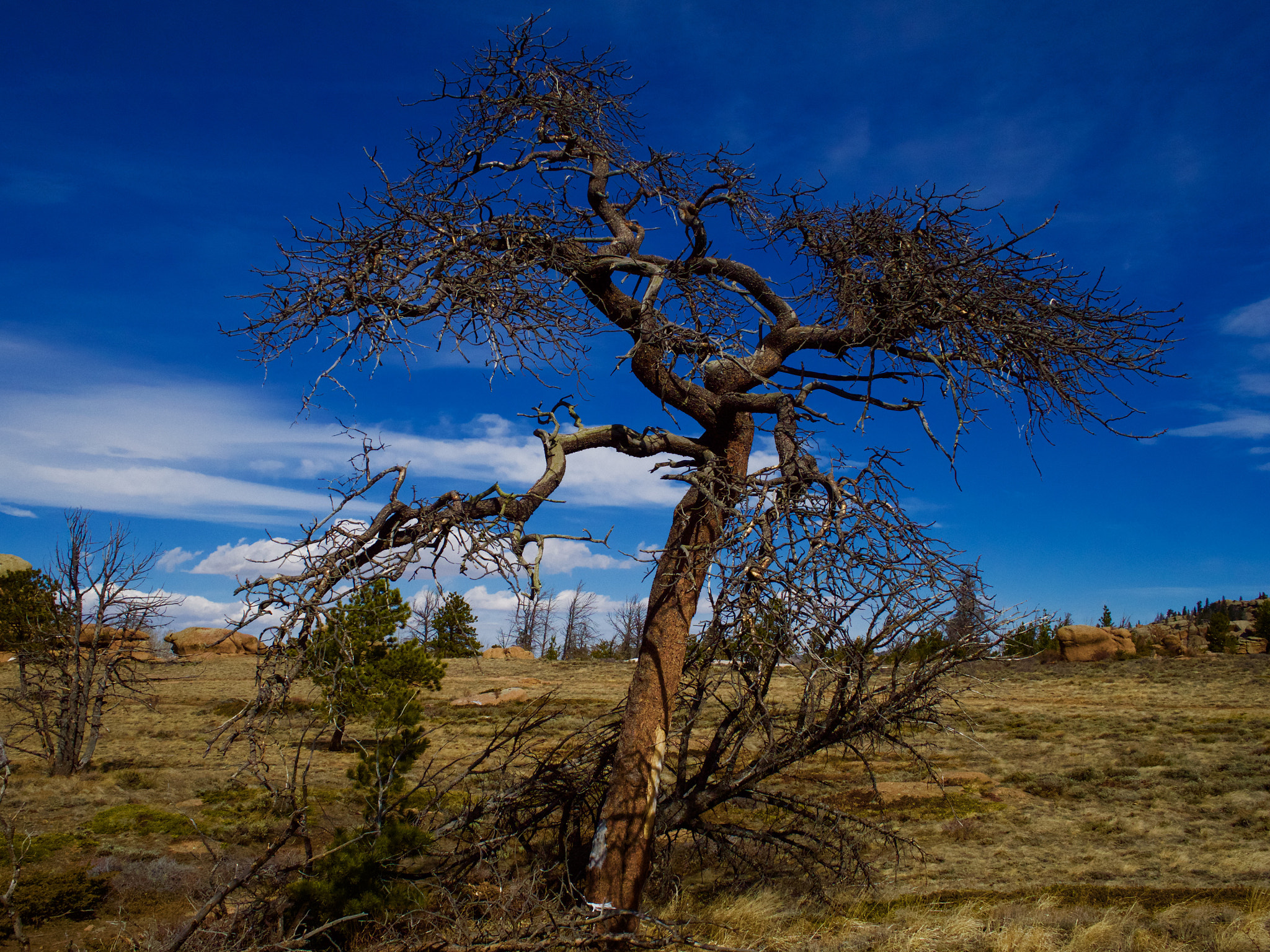 Olympus OM-D E-M5 II + Olympus M.Zuiko Digital 17mm F1.8 sample photo. Tree at vedawoo photography