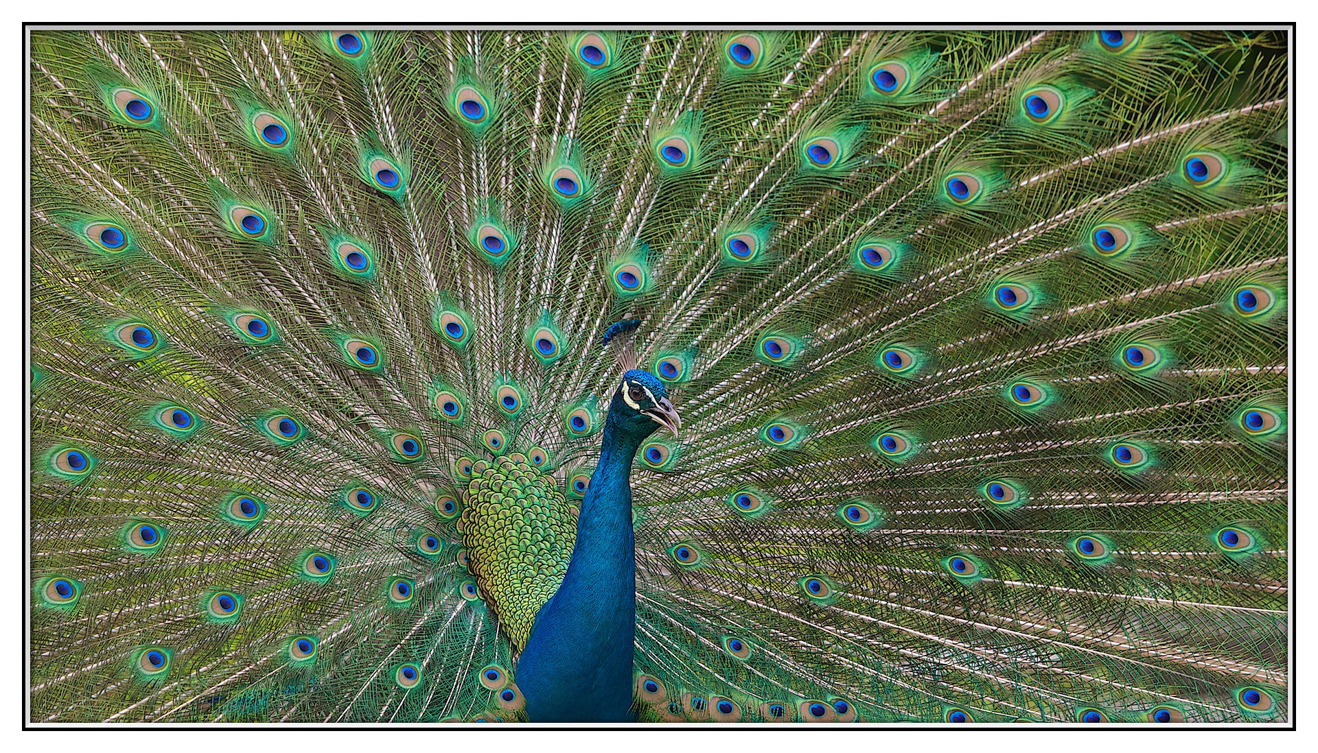 Canon EOS-1D Mark III sample photo. Peacock photography