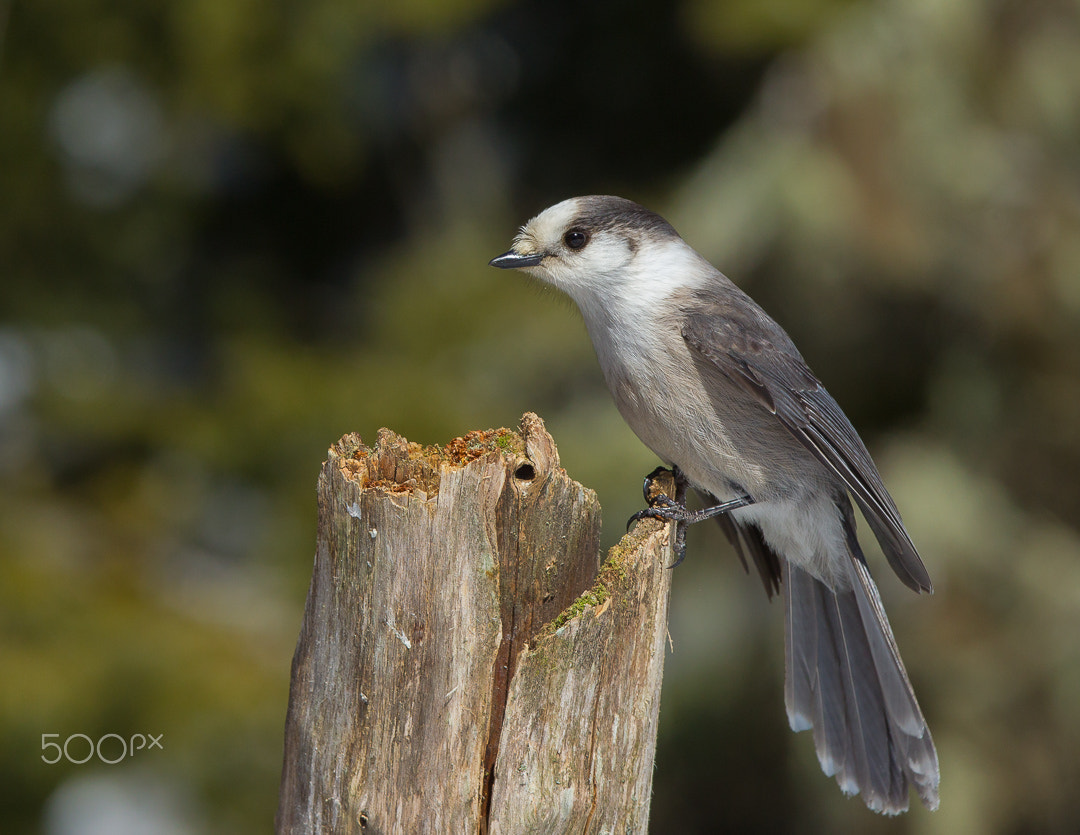 Canon EF 300mm F2.8L IS USM sample photo. Grey jay photography