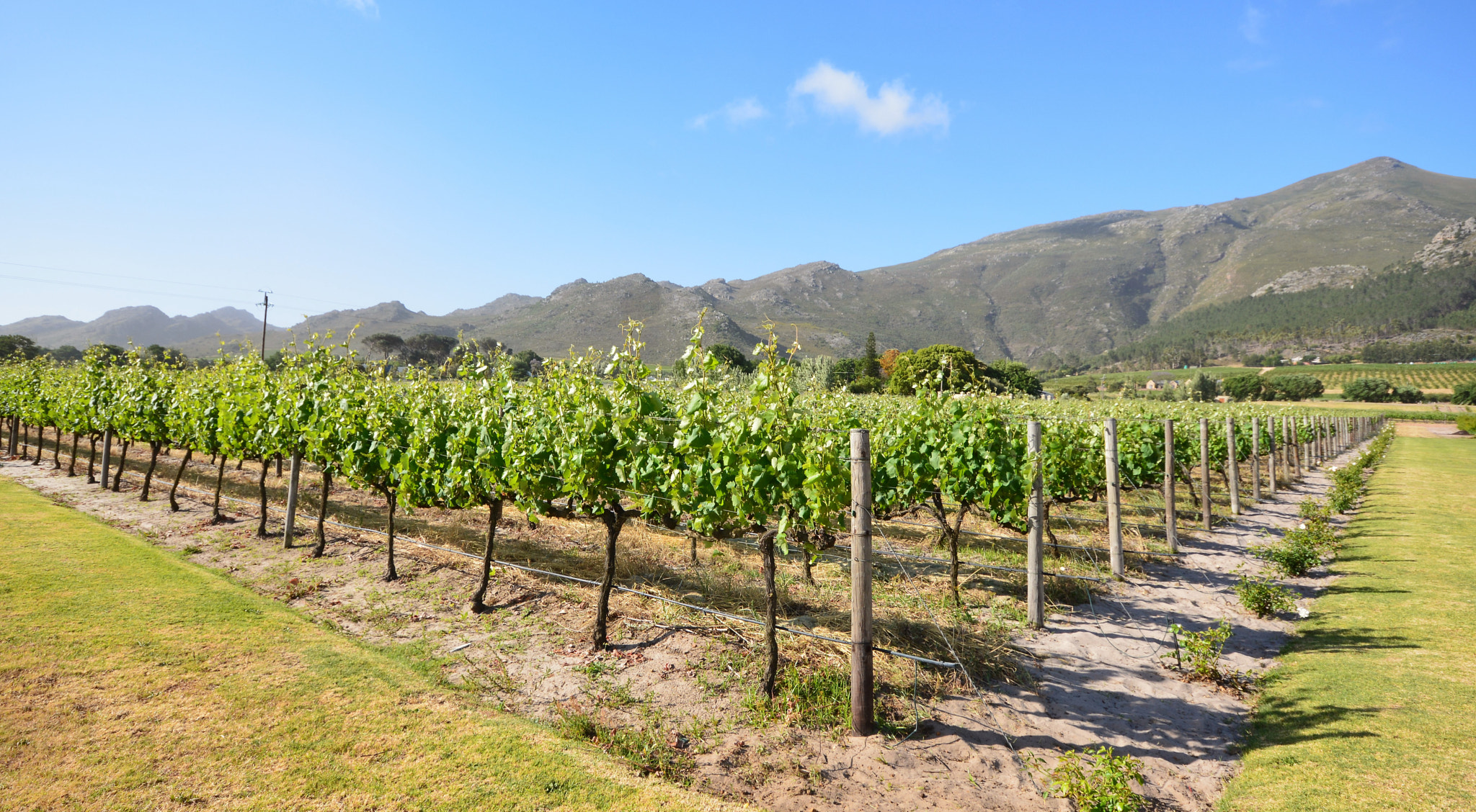 Sigma 10-20mm F4-5.6 EX DC HSM sample photo. Wine farm photography