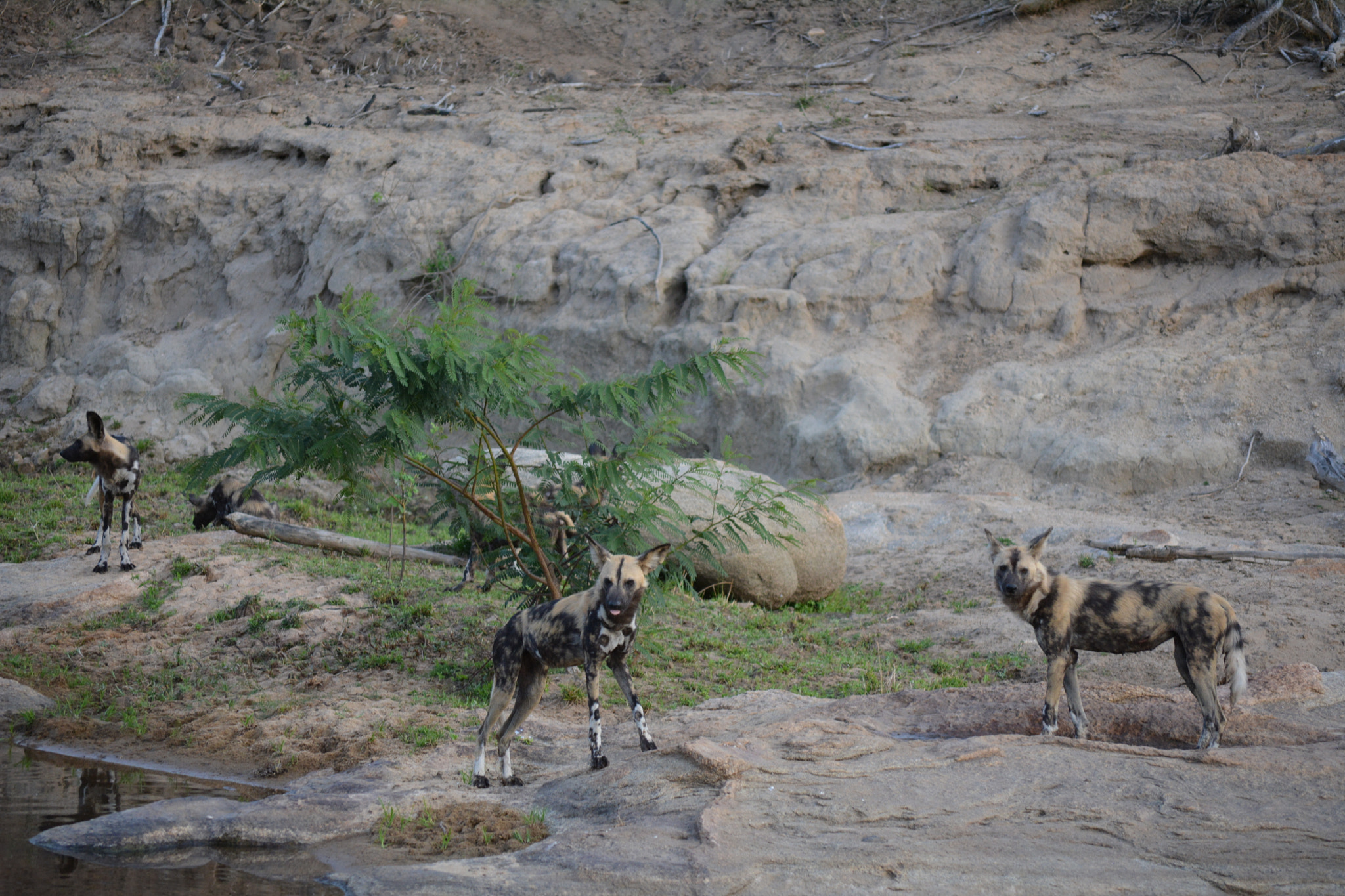 Nikon D5200 sample photo. Animals at sabi sands game reserve photography