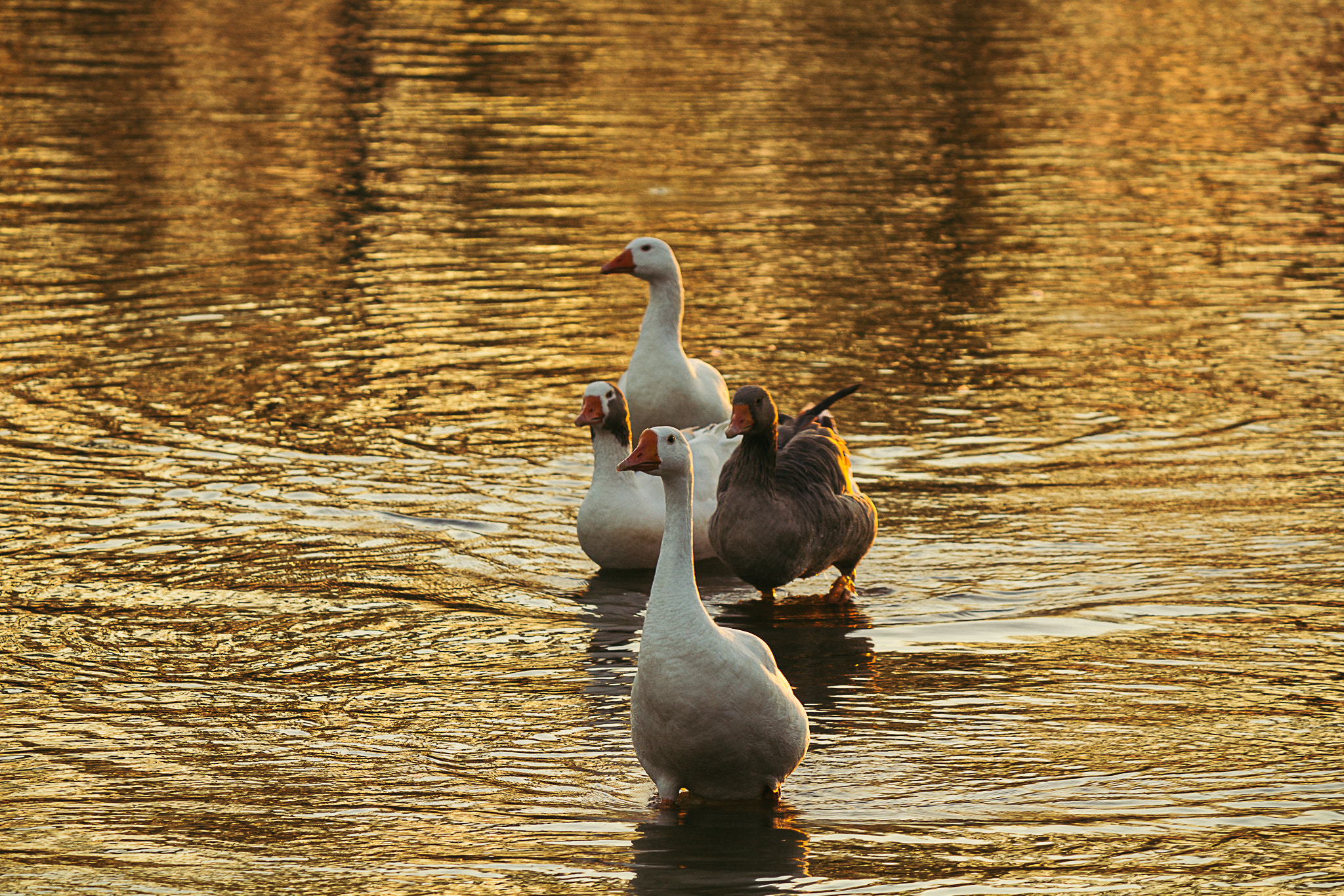 Canon EF-S 55-250mm F4-5.6 IS II sample photo. Golden lake photography
