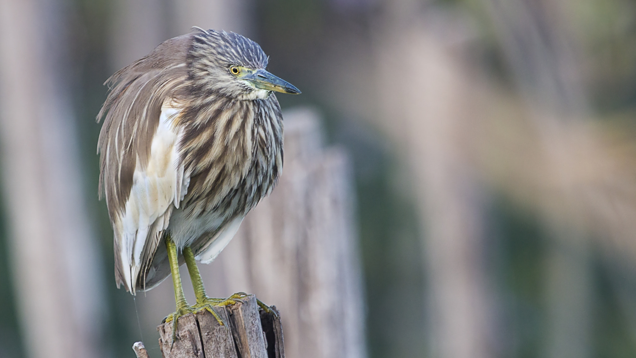 Canon EF 100-400mm F4.5-5.6L IS USM sample photo. May god bless me food today!!!! photography