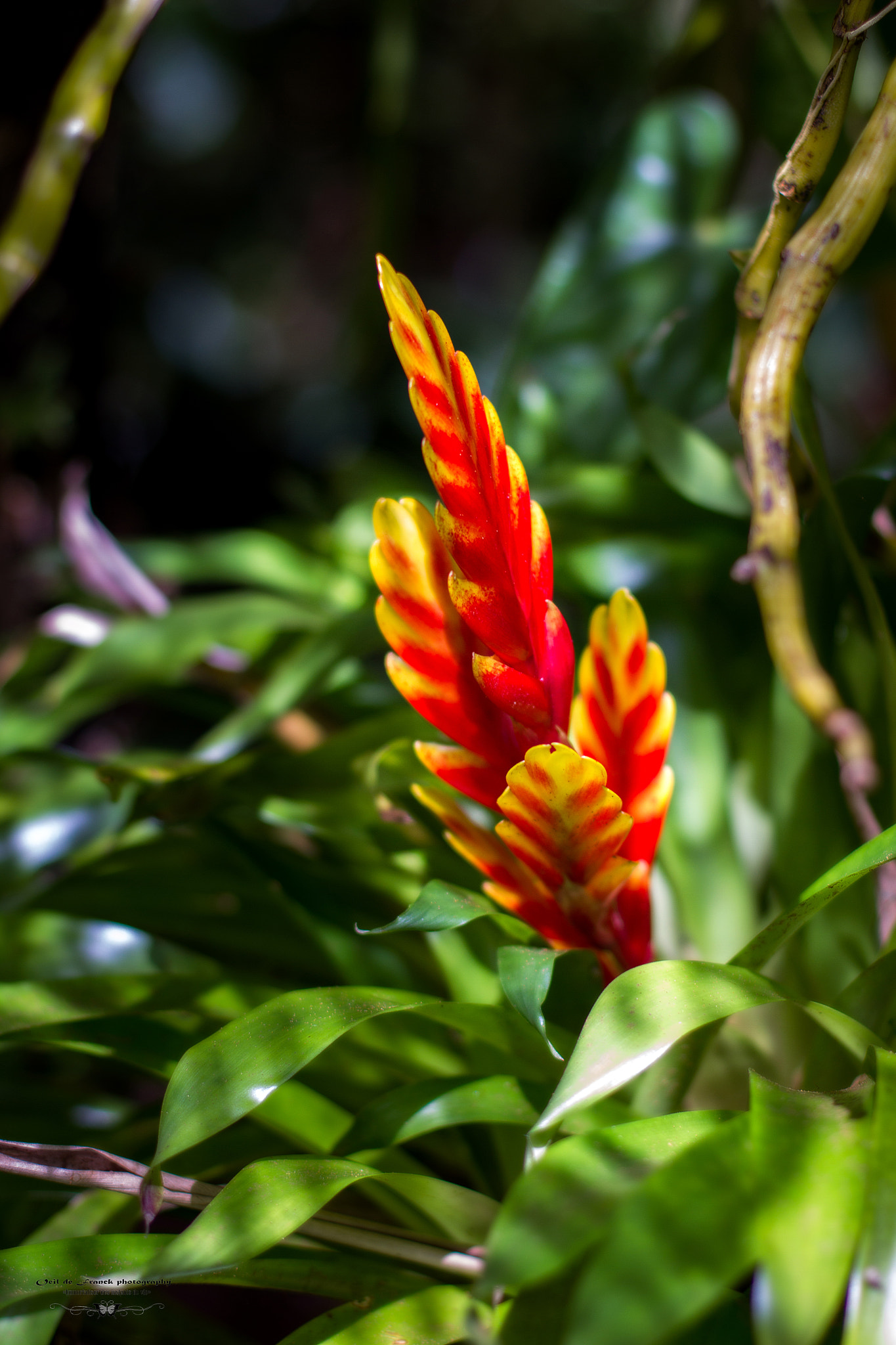 Canon EOS 7D + Canon EF 50mm F1.4 USM sample photo. Réunion island flower photography