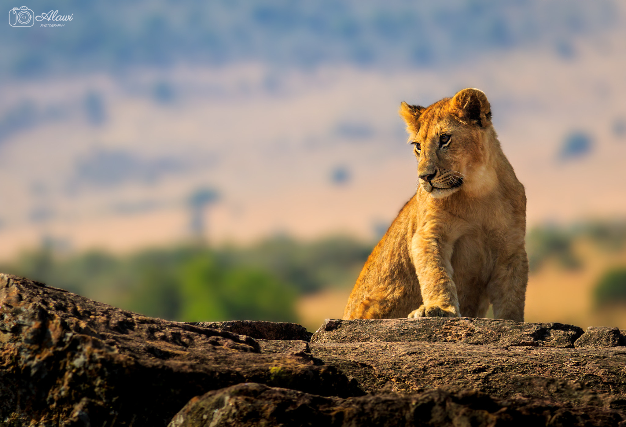 Canon EOS 7D Mark II + Canon EF 400mm F5.6L USM sample photo. The stare photography