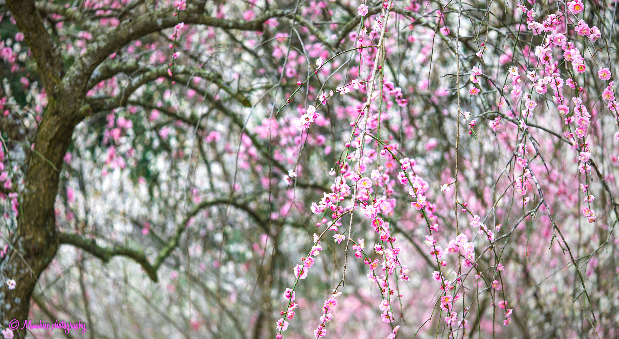 Sony a7S sample photo. Plum tree photography