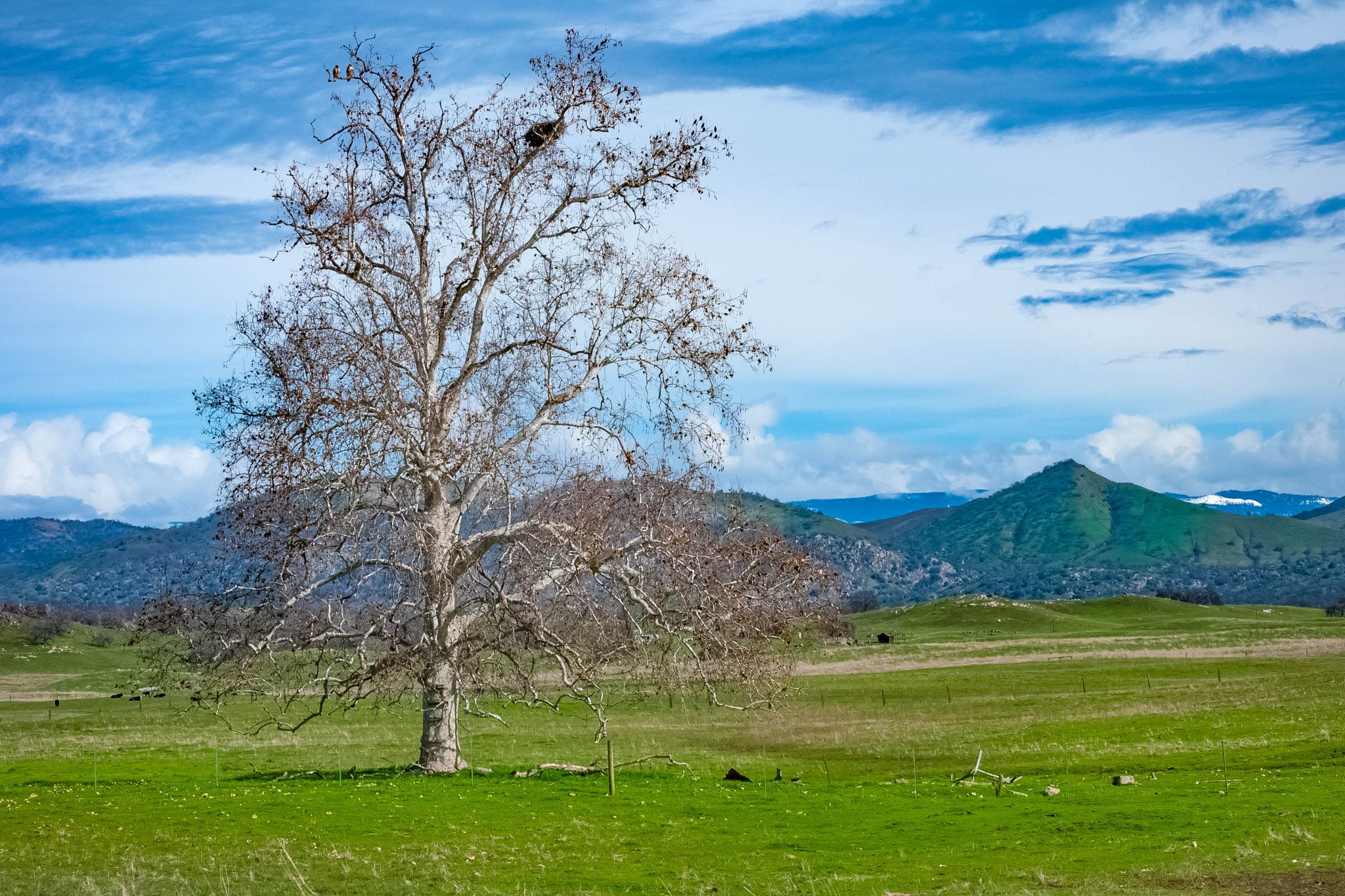 Nikon D60 sample photo. Tree in the field photography