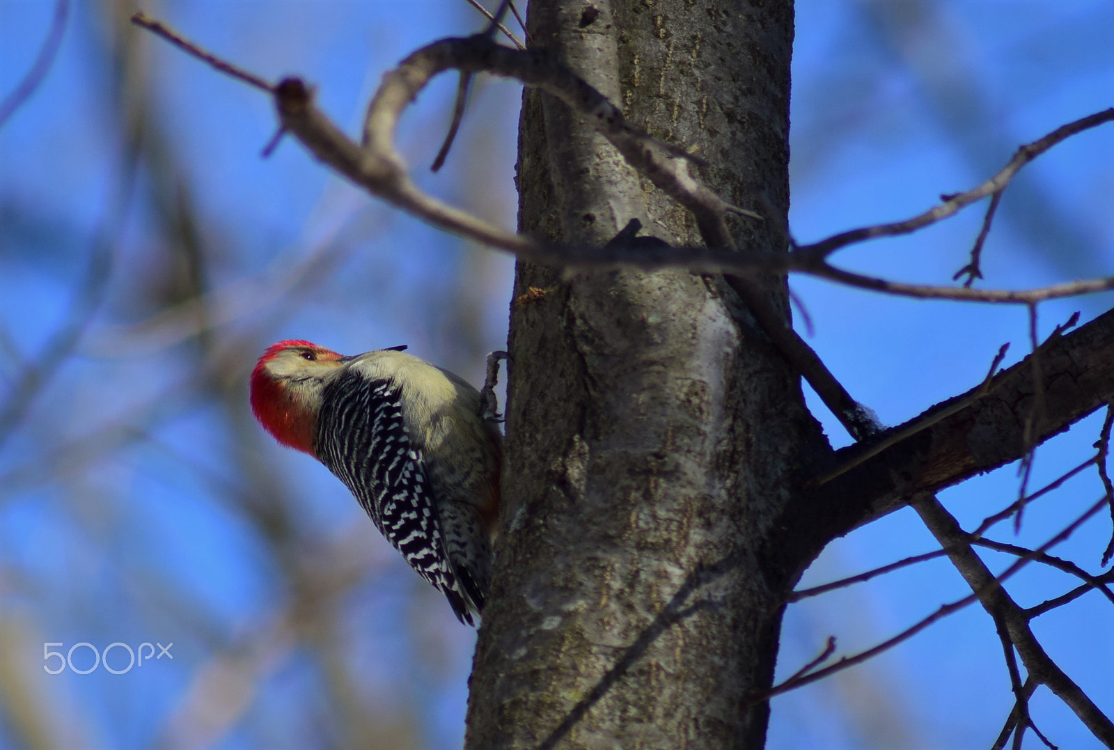 Nikon D3300 + Tamron AF 70-300mm F4-5.6 Di LD Macro sample photo. Woodpecker about to peck on tree photography