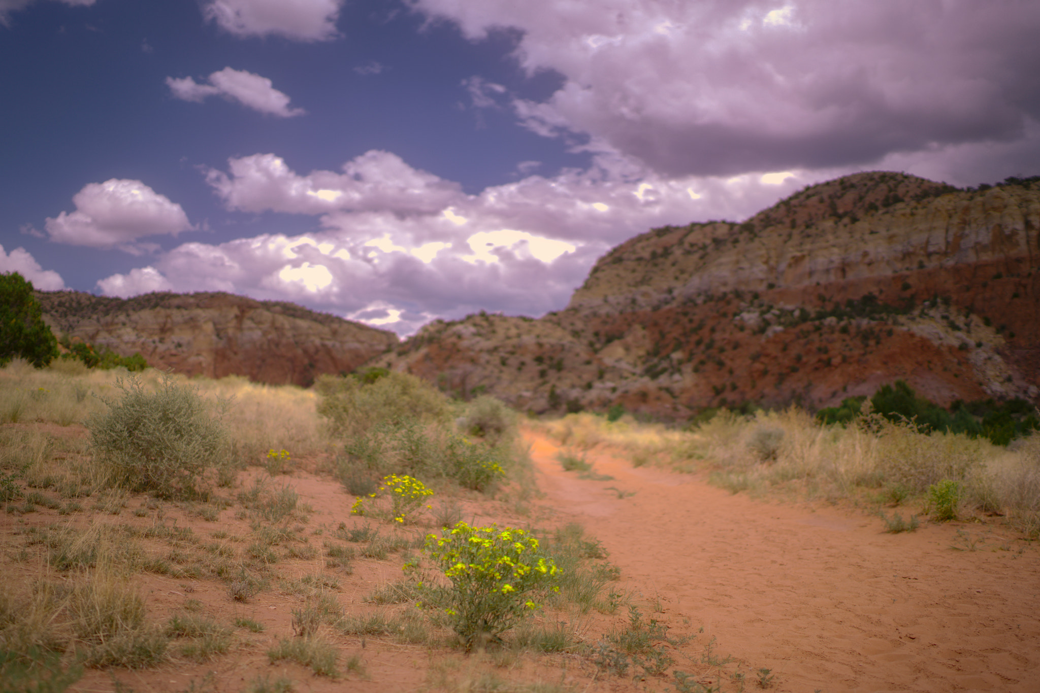 Sony Distagon T* FE 35mm F1.4 ZA sample photo. Spring desert photography