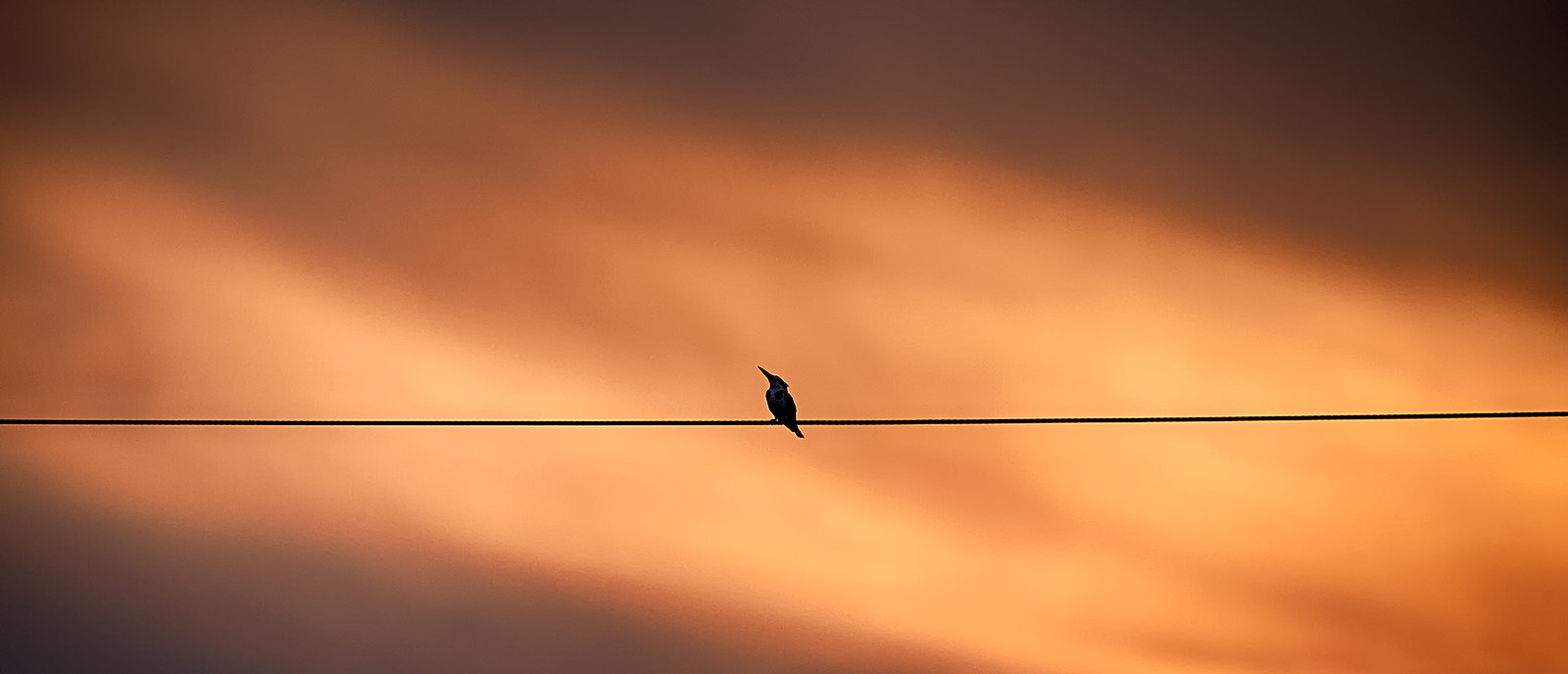 Tamron SP 150-600mm F5-6.3 Di VC USD sample photo. ..an electric perch.. photography
