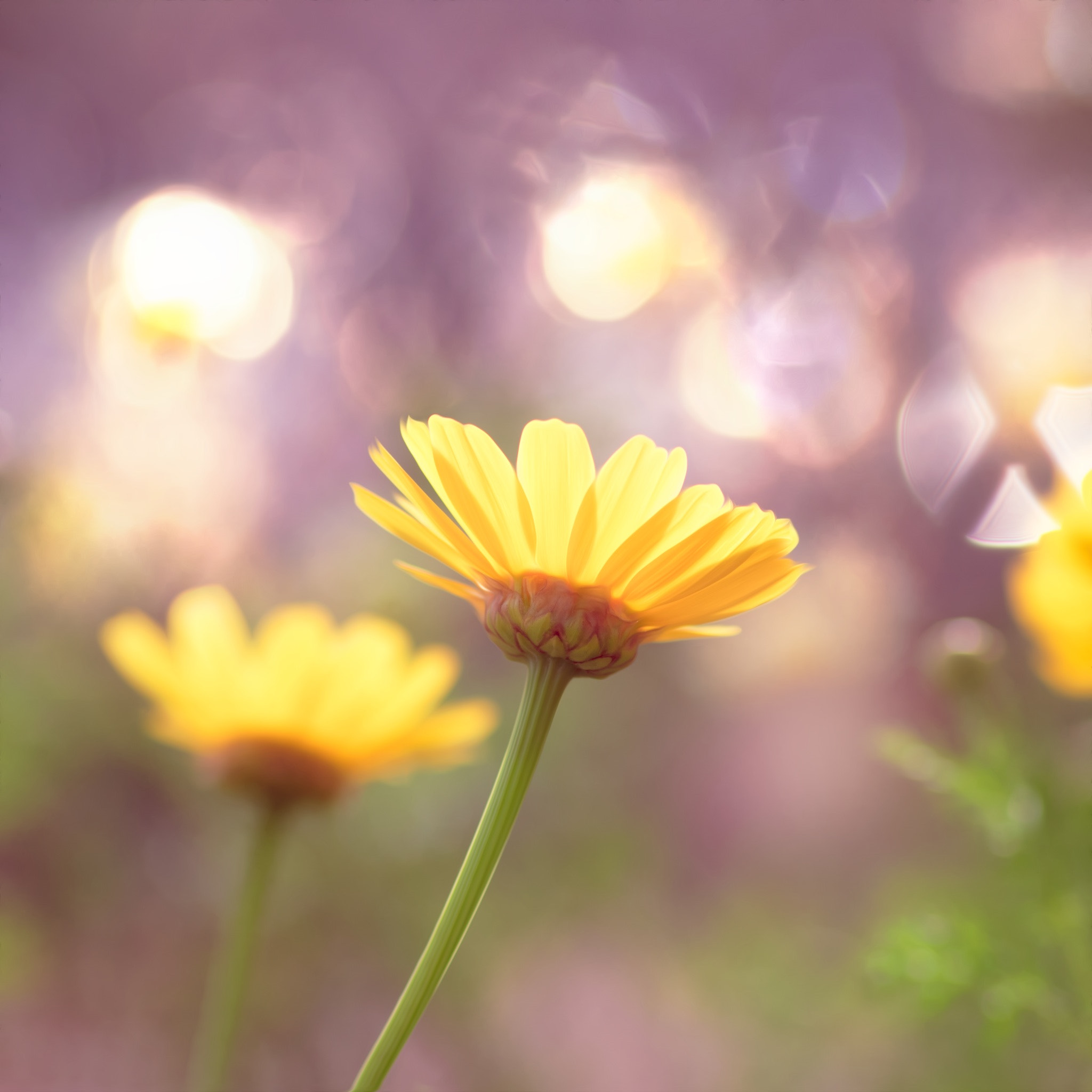 Pentax smc D-FA 100mm F2.8 Macro WR sample photo. Flowers photography