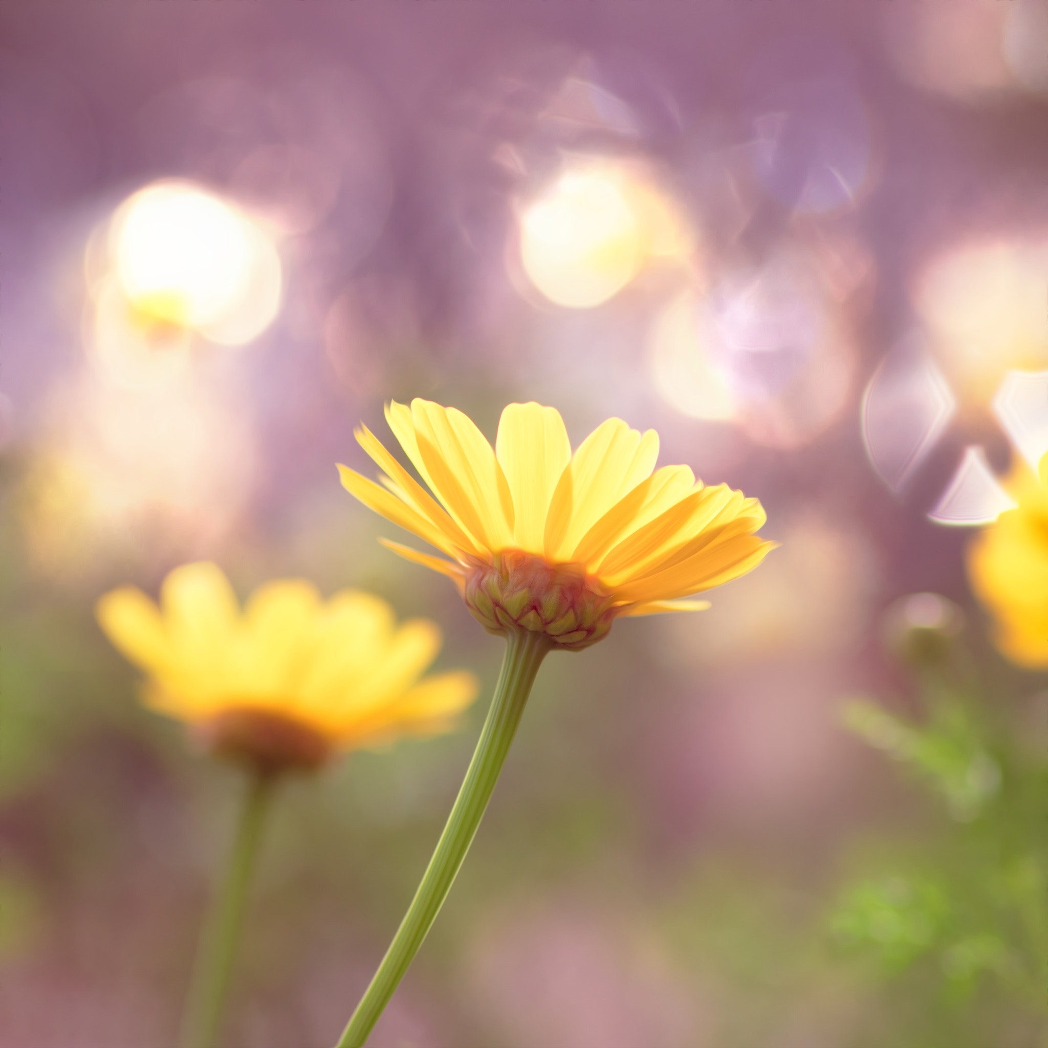 Pentax K-5 IIs + Pentax smc D-FA 100mm F2.8 Macro WR sample photo. Flowers photography