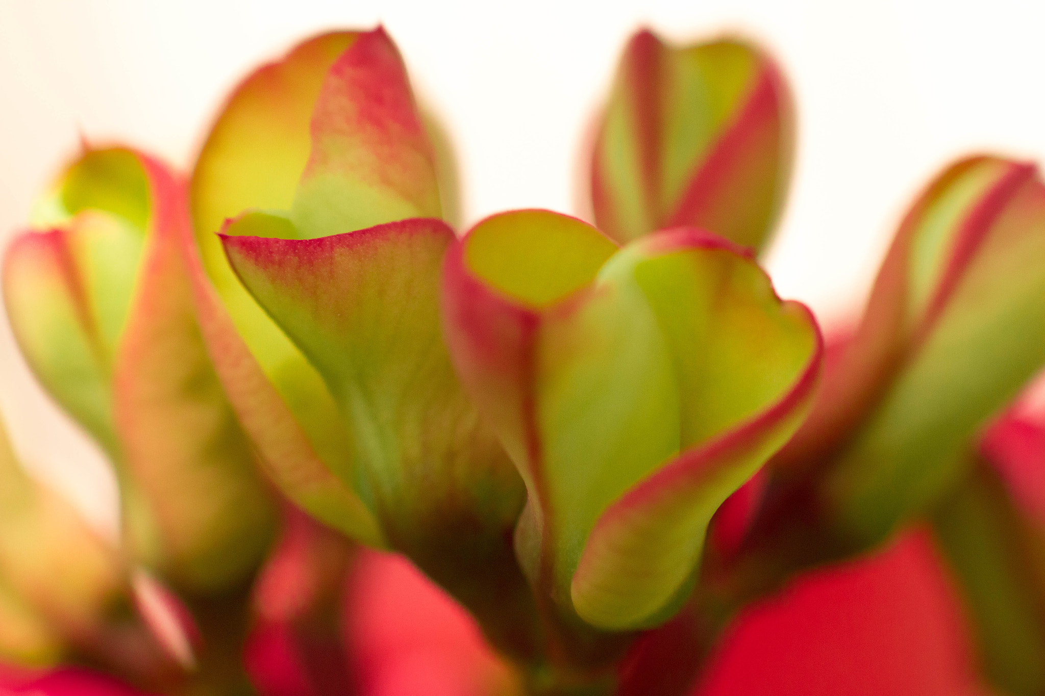 Canon EOS 70D + Canon EF 85mm F1.8 USM sample photo. Close beauty photography