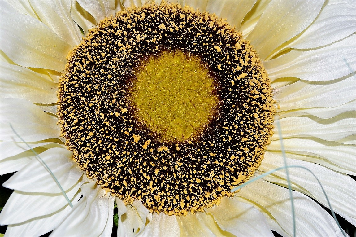 Pentax K100D Super sample photo. Sunny sunflower photography