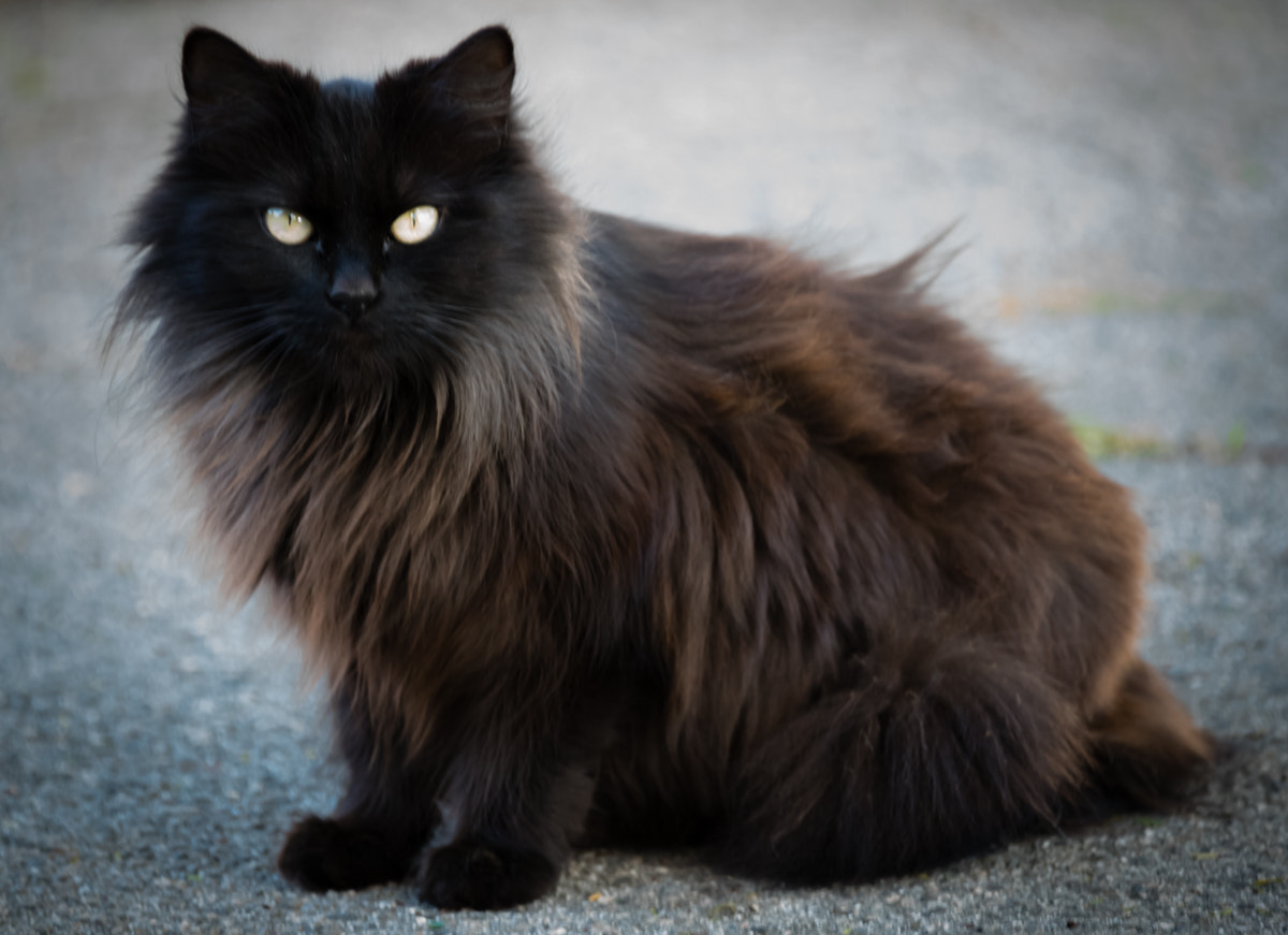 Sigma 150-600mm F5-6.3 DG OS HSM | C sample photo. Bear photography